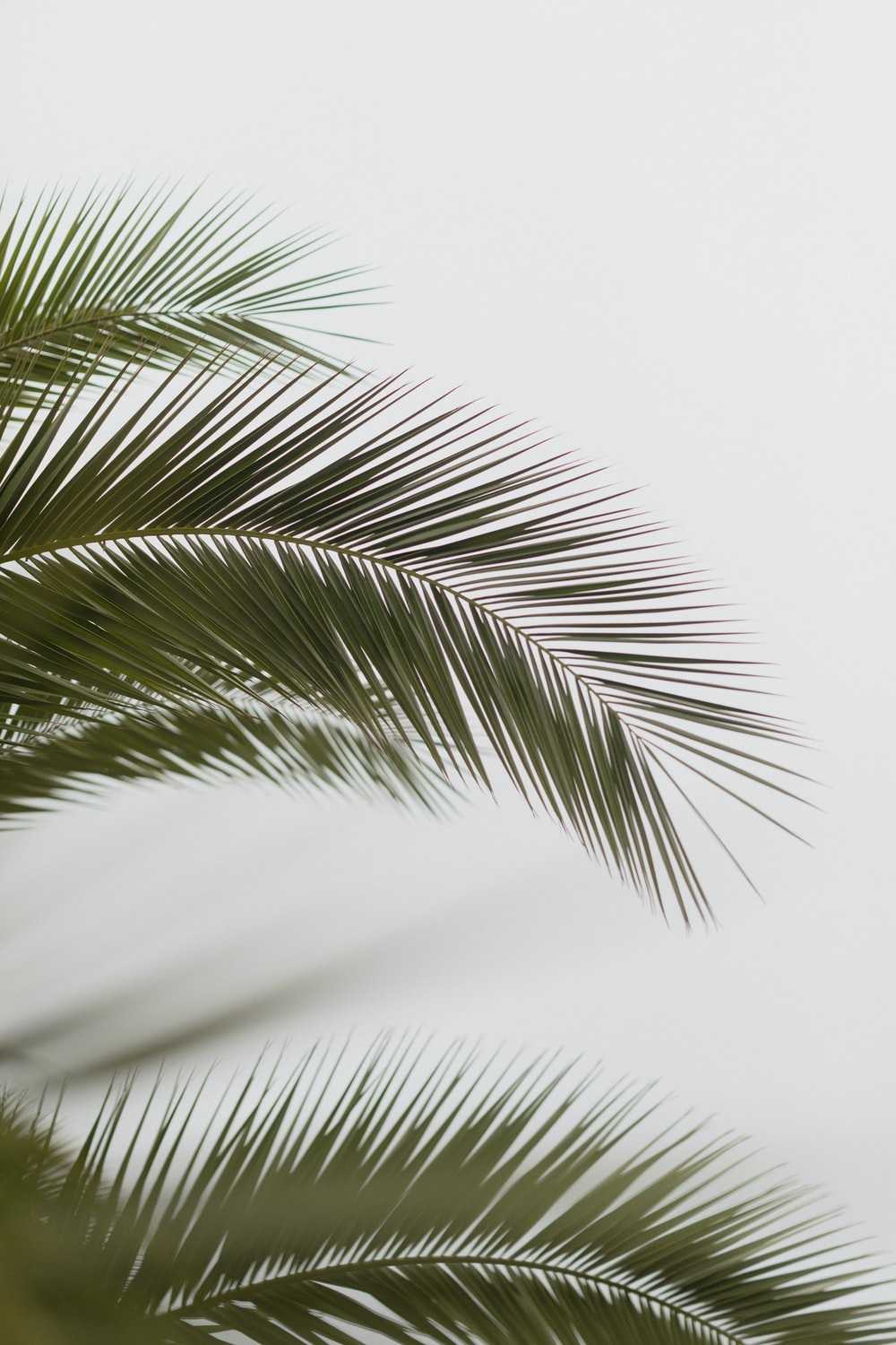 A palm tree leaf in front of a white background - Palm tree