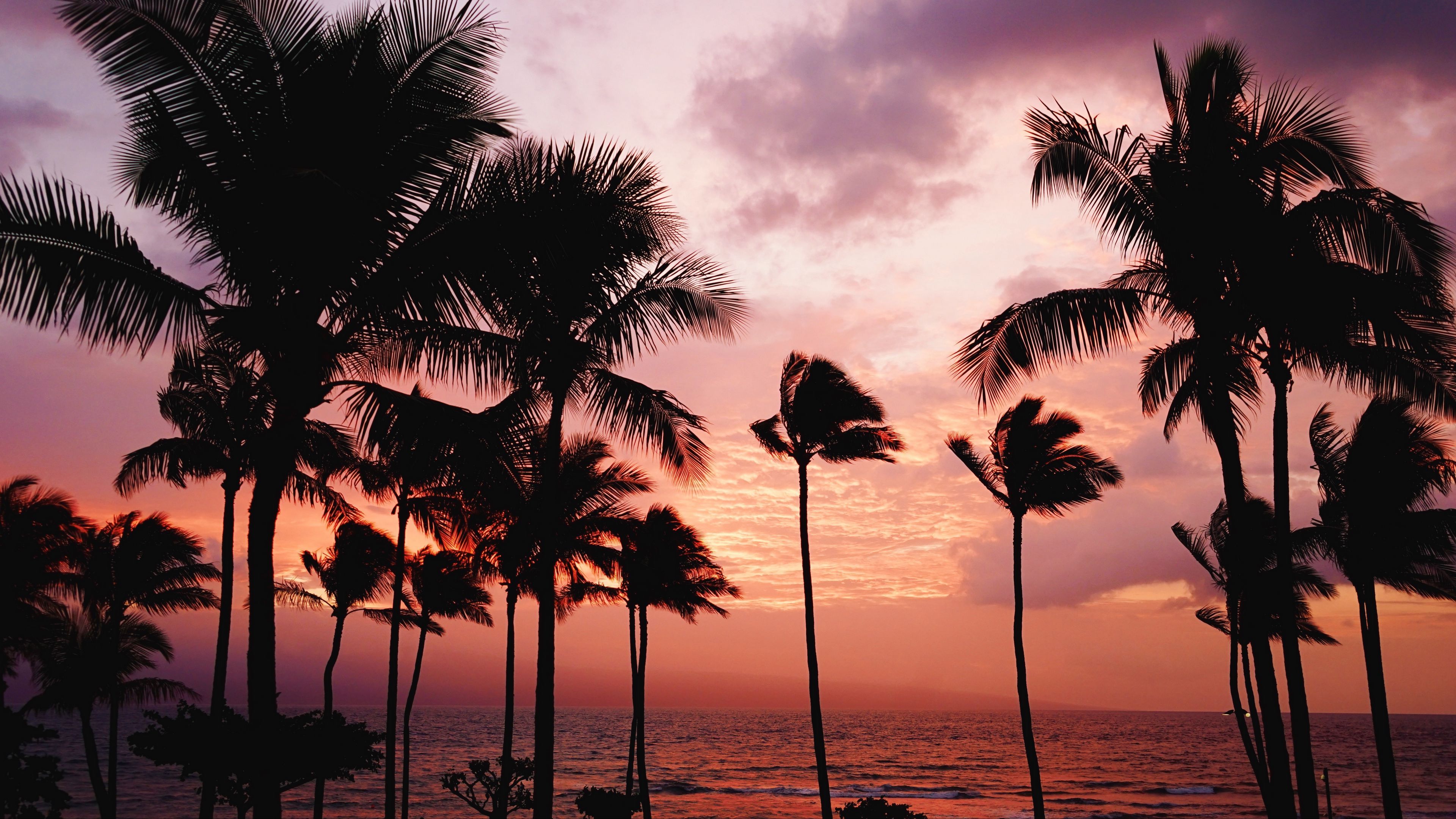 Wallpaper / palm trees, sunset, sea, 4k free download