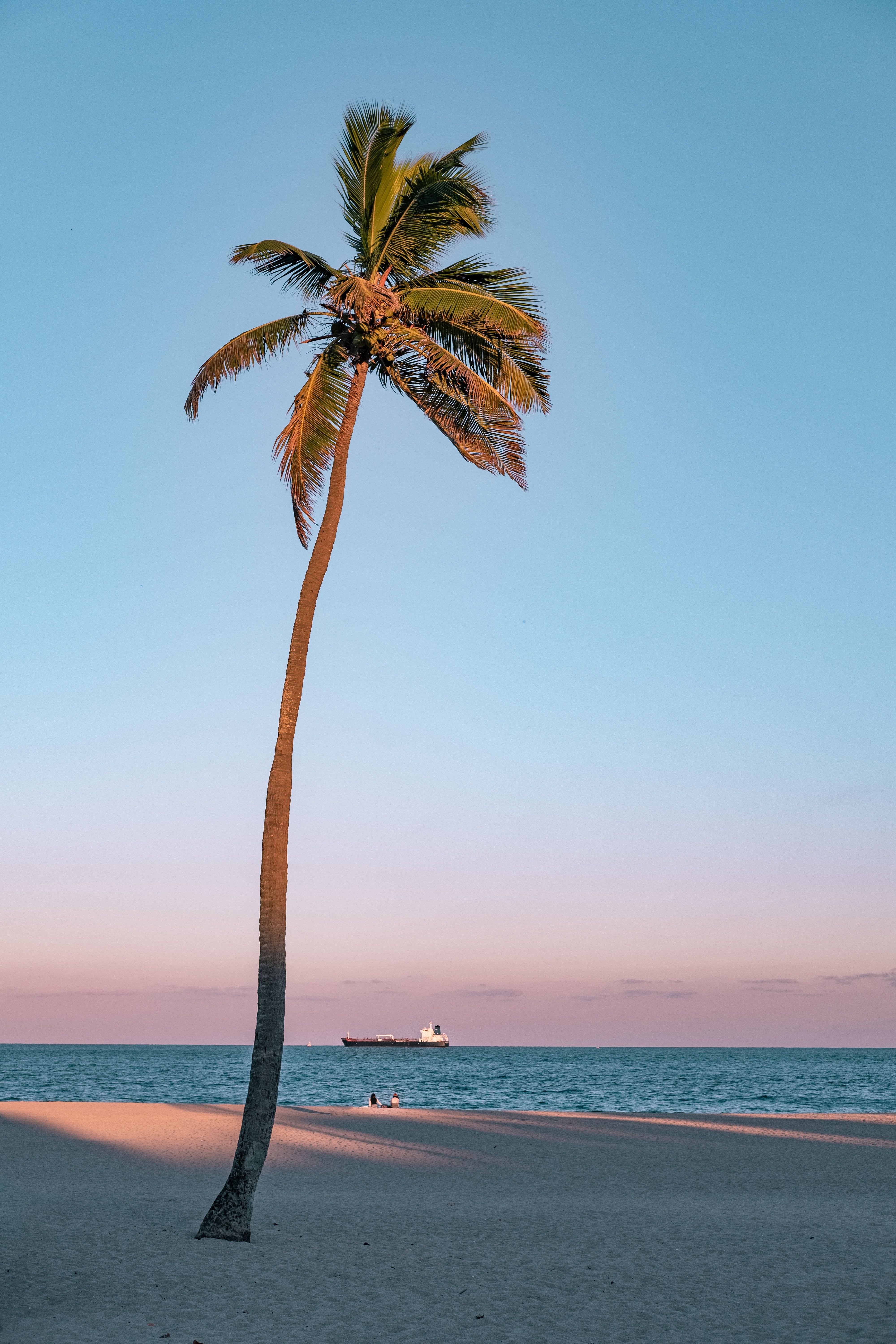 A palm tree on the beach with water in background - Beach, palm tree, coconut