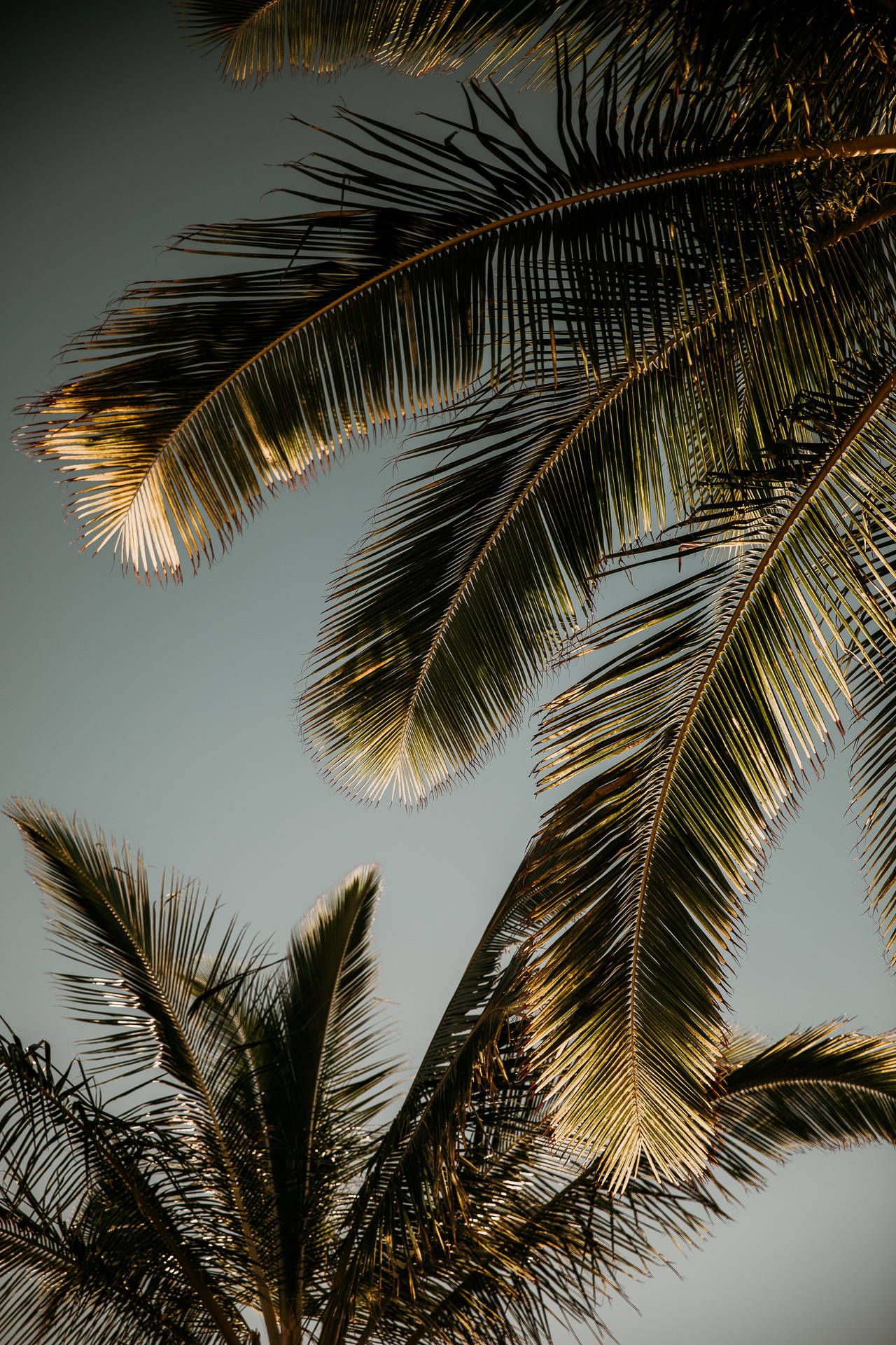 A palm tree with leaves and branches - Palm tree