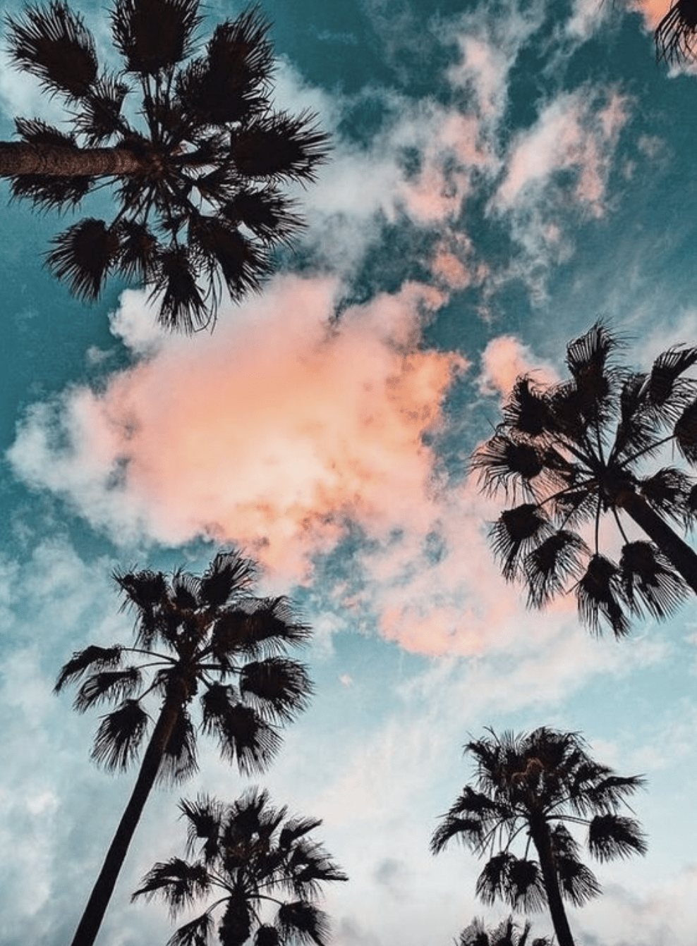 Palm trees and a blue sky with pink clouds - Palm tree