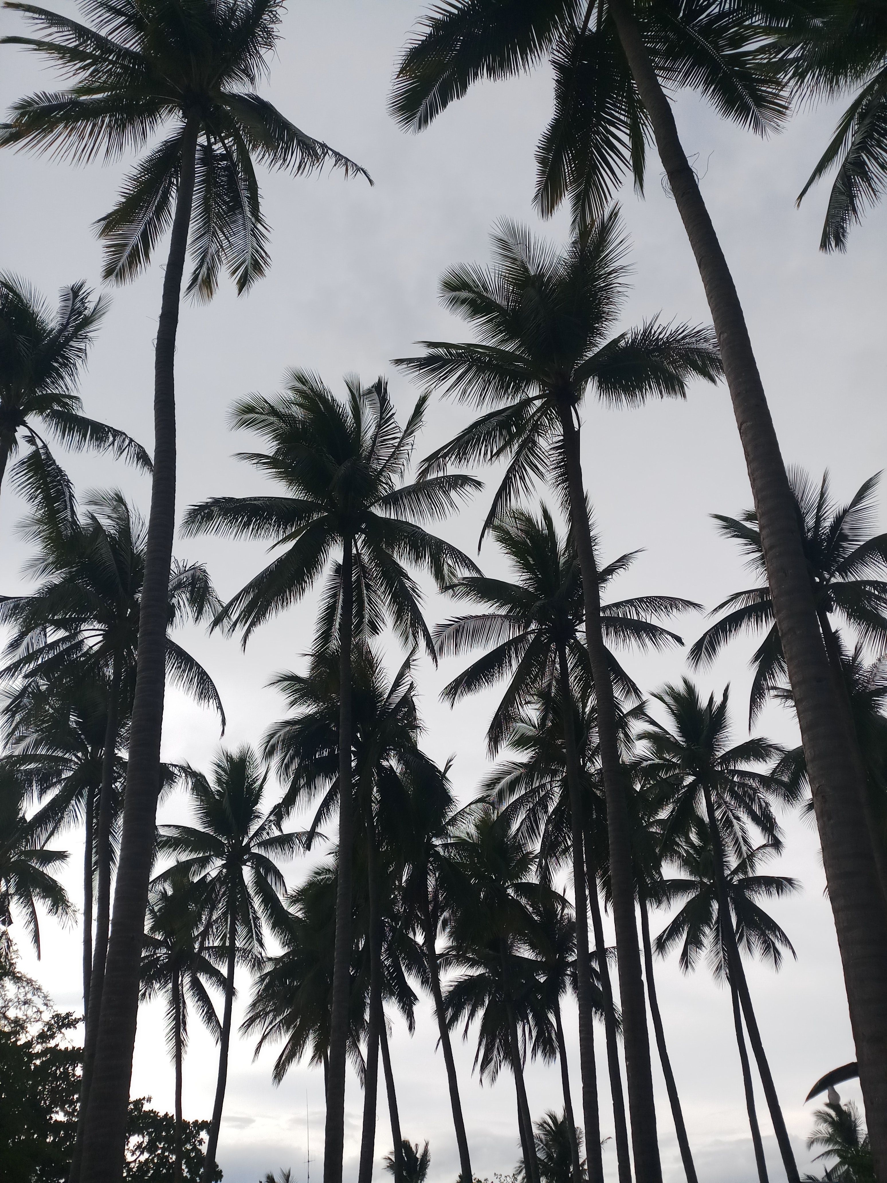 Coconut Trees Photo, Download Free Coconut Trees & HD Image