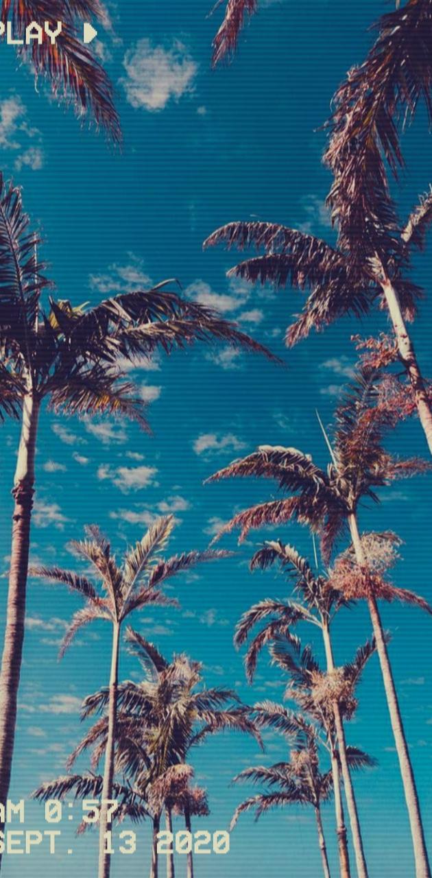 Aesthetic Palm Trees wallpaper