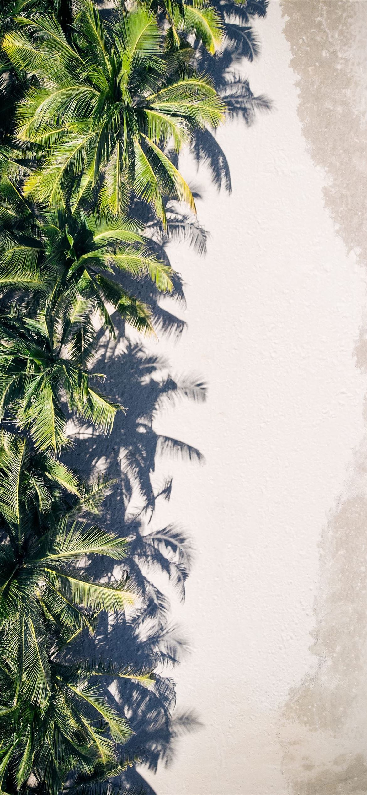 coconut palm trees iPhone 12 Wallpaper Free Download