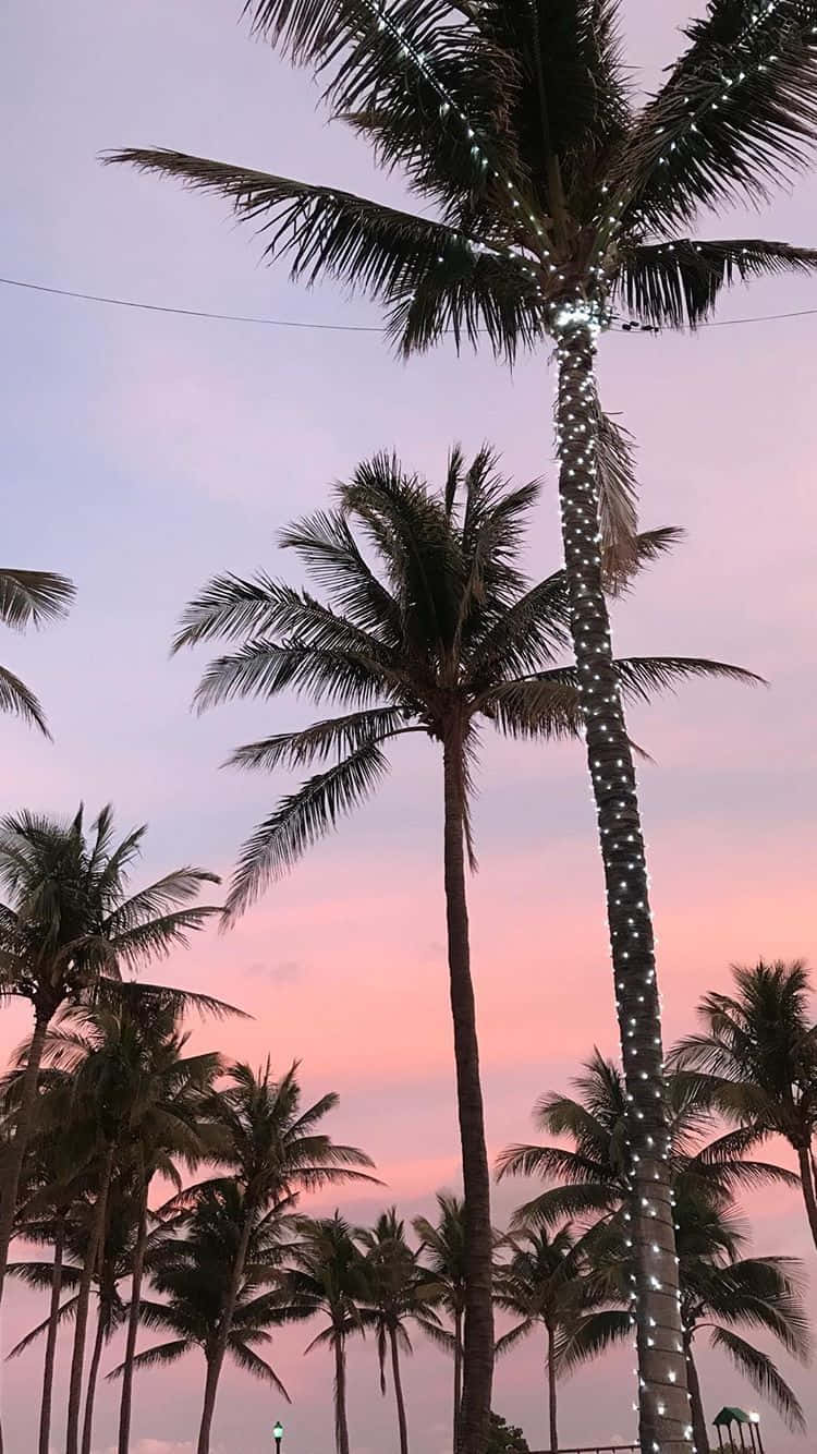 A sunset in miami with palm trees - Palm tree