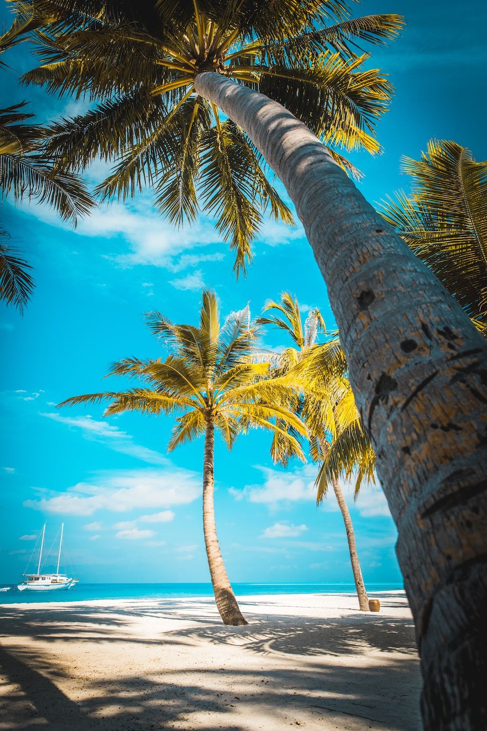 A beach with palm trees and a boat in the distance. - Palm tree, coconut