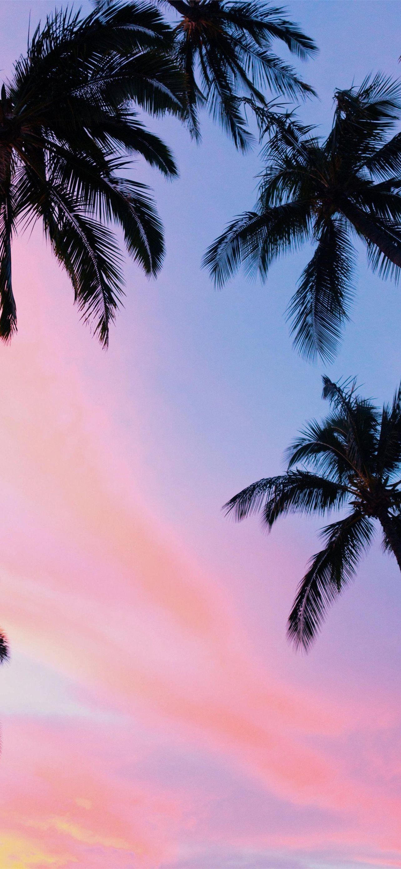 Best Palm trees iPhone HD Wallpaper
