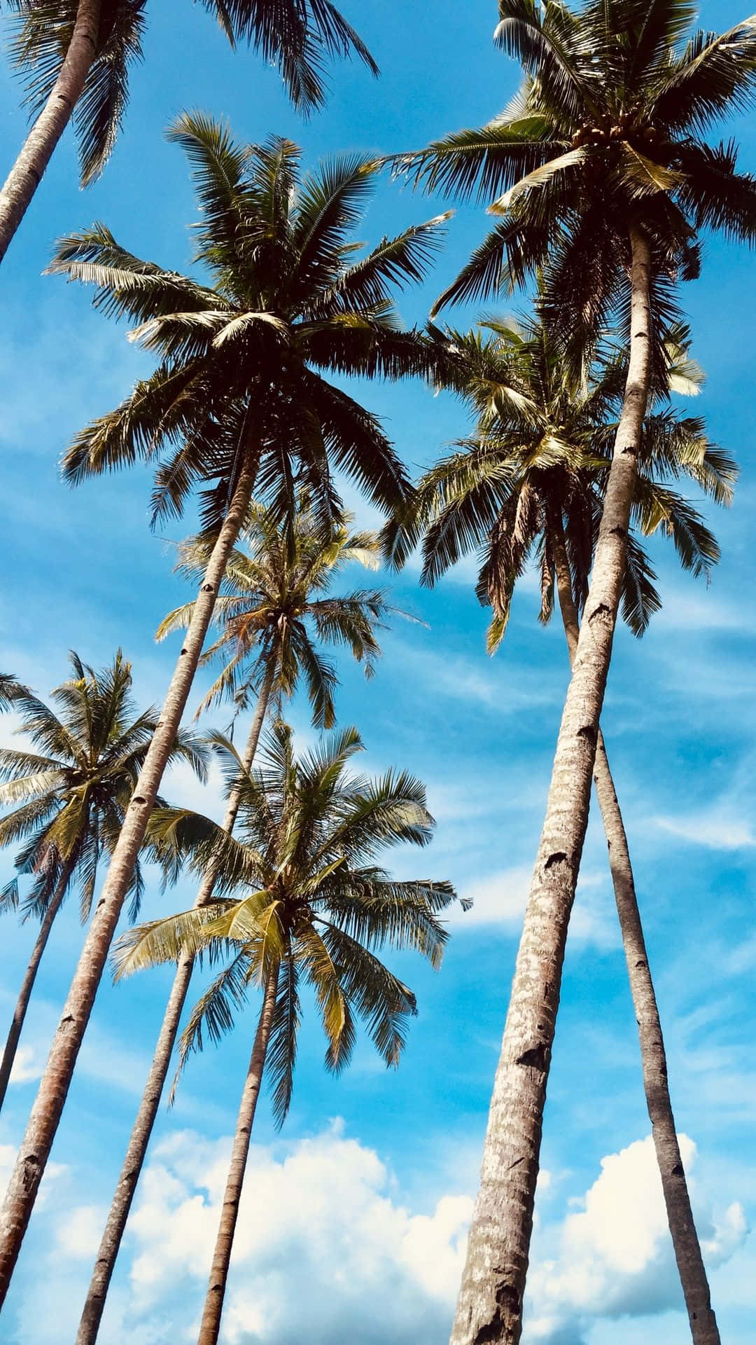Palm trees on a sunny day - Palm tree