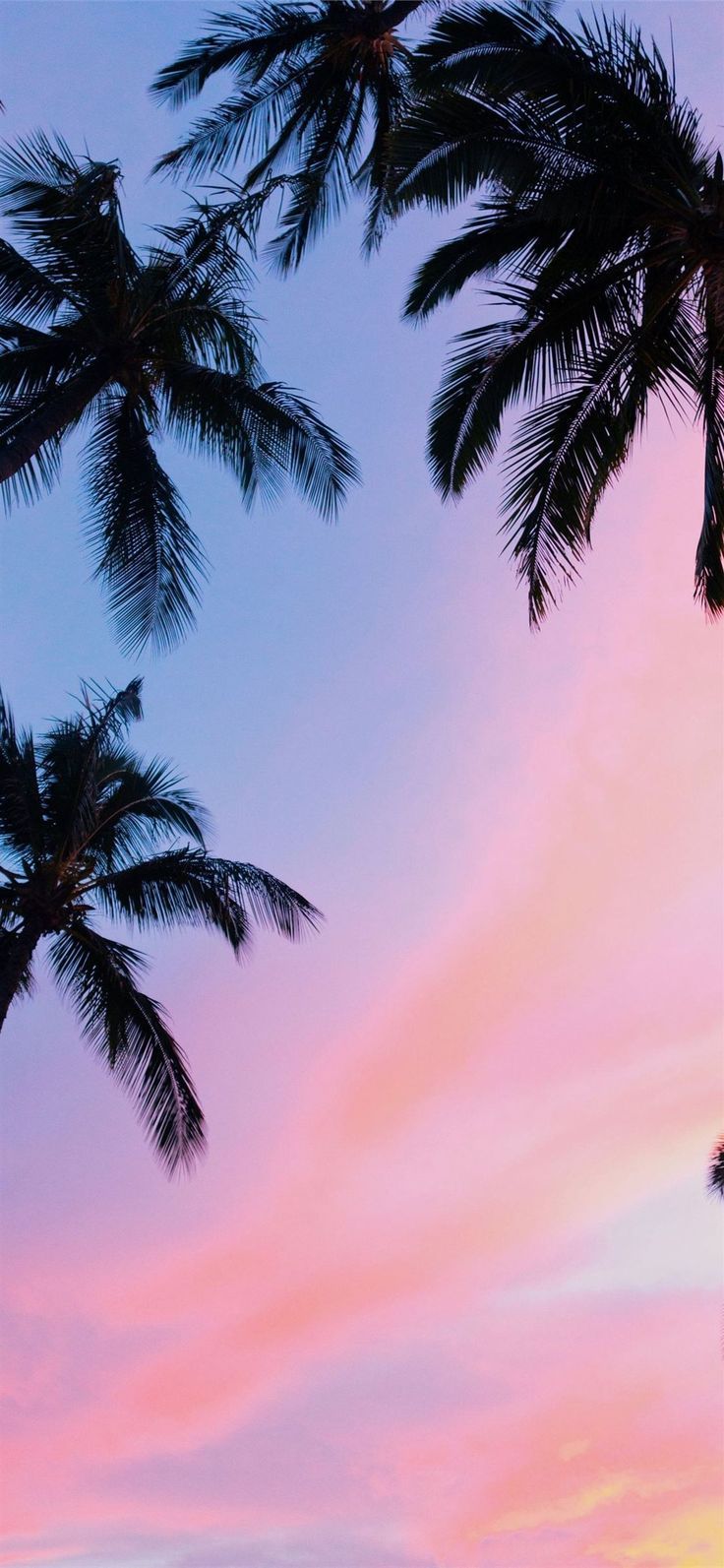 IPhone wallpaper of palm trees against a pink and blue sunset sky - Palm tree
