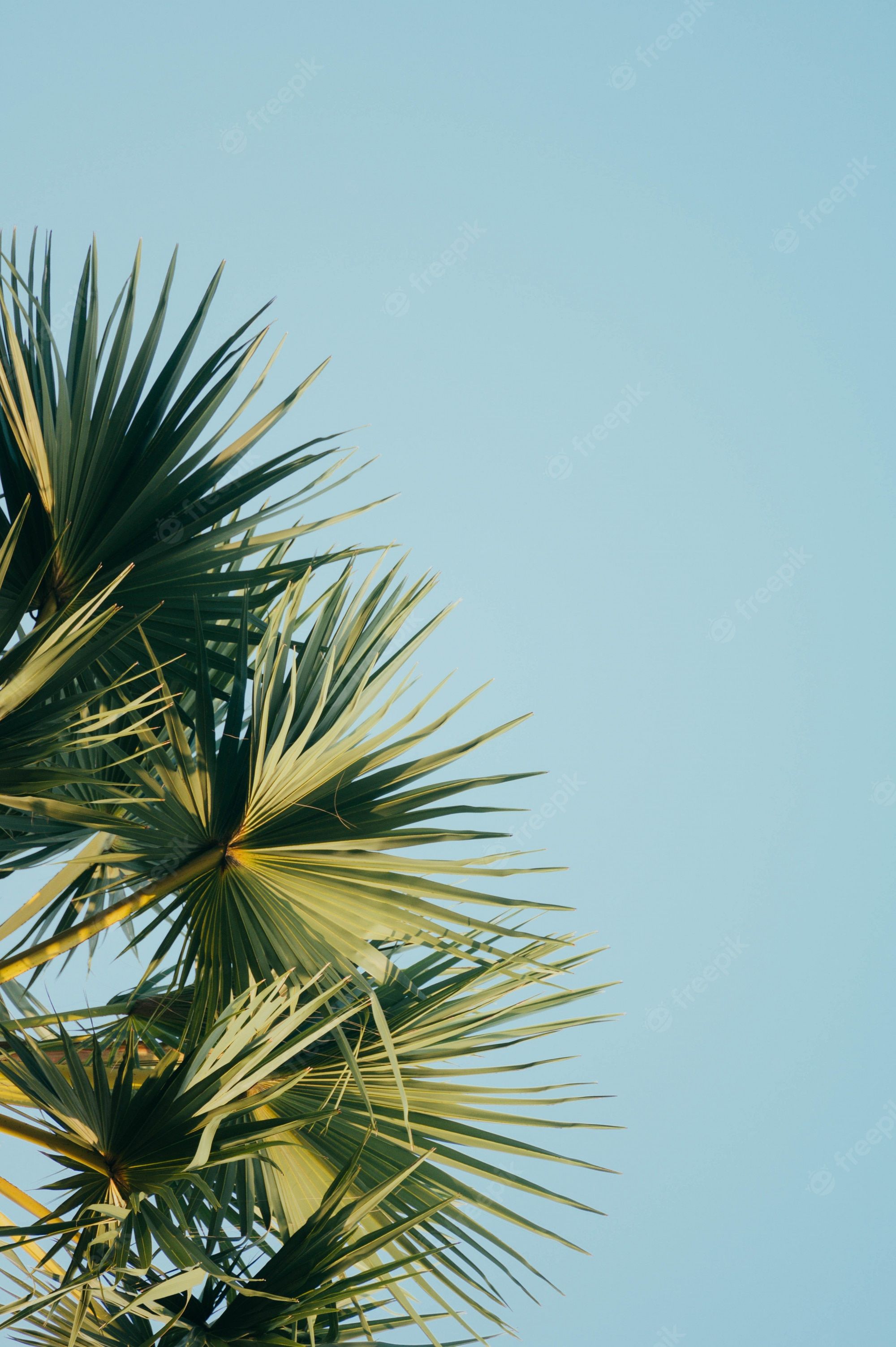 A palm tree with a blue sky in the background - Palm tree