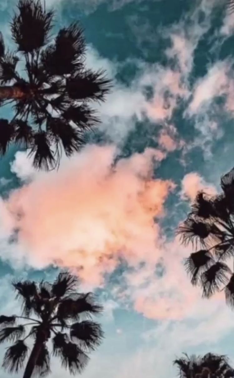 A photo of palm trees with clouds in the background - Palm tree
