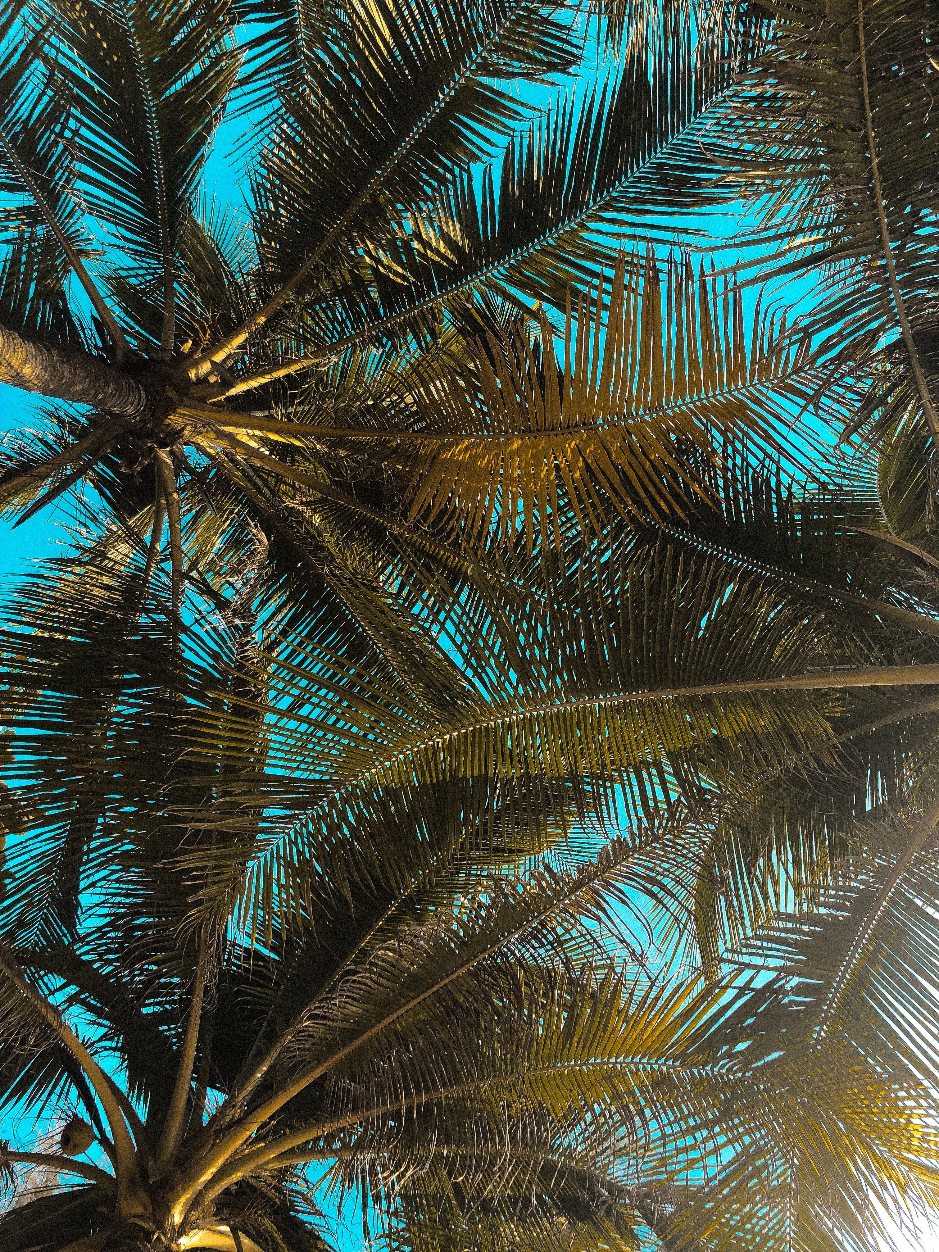 Palm trees and a blue sky - Palm tree, coconut