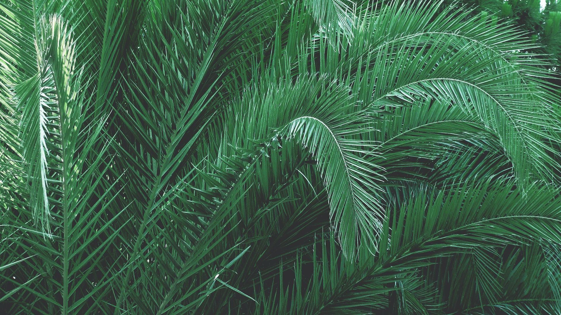 A photo of a palm tree - Palm tree