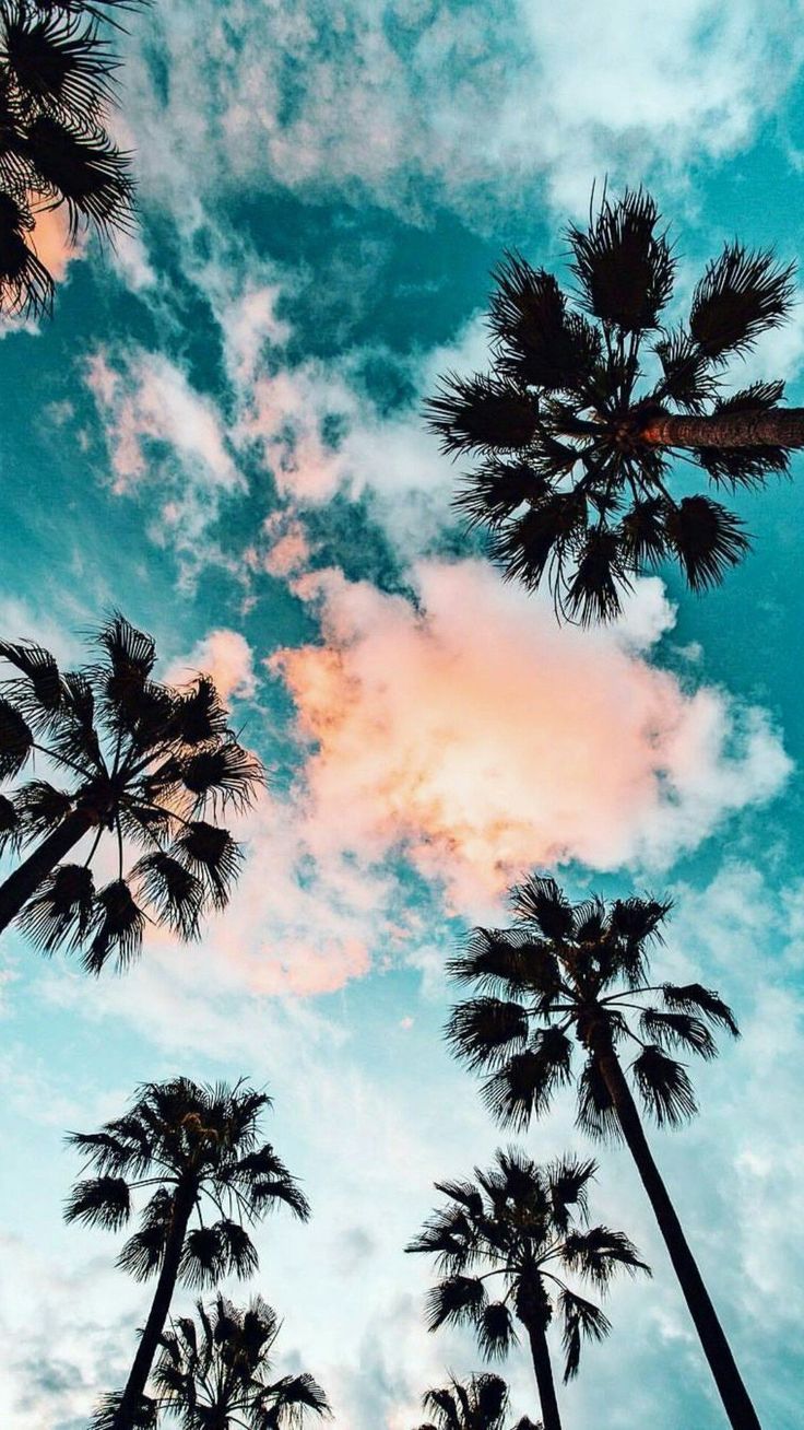 A photo of palm trees with a blue sky and pink clouds in the background. - Palm tree