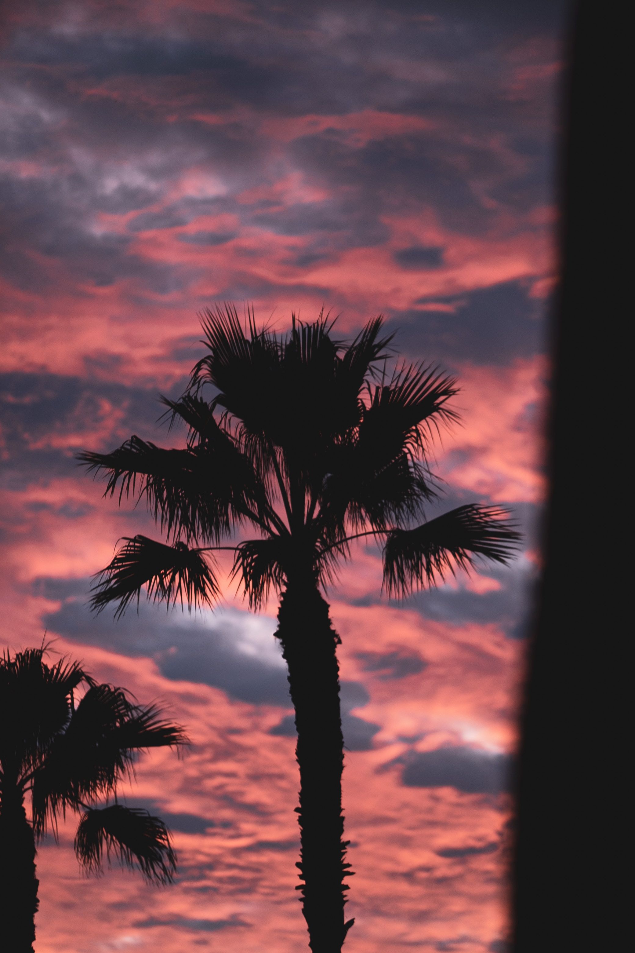 A palm tree with the sun setting behind it - Palm tree