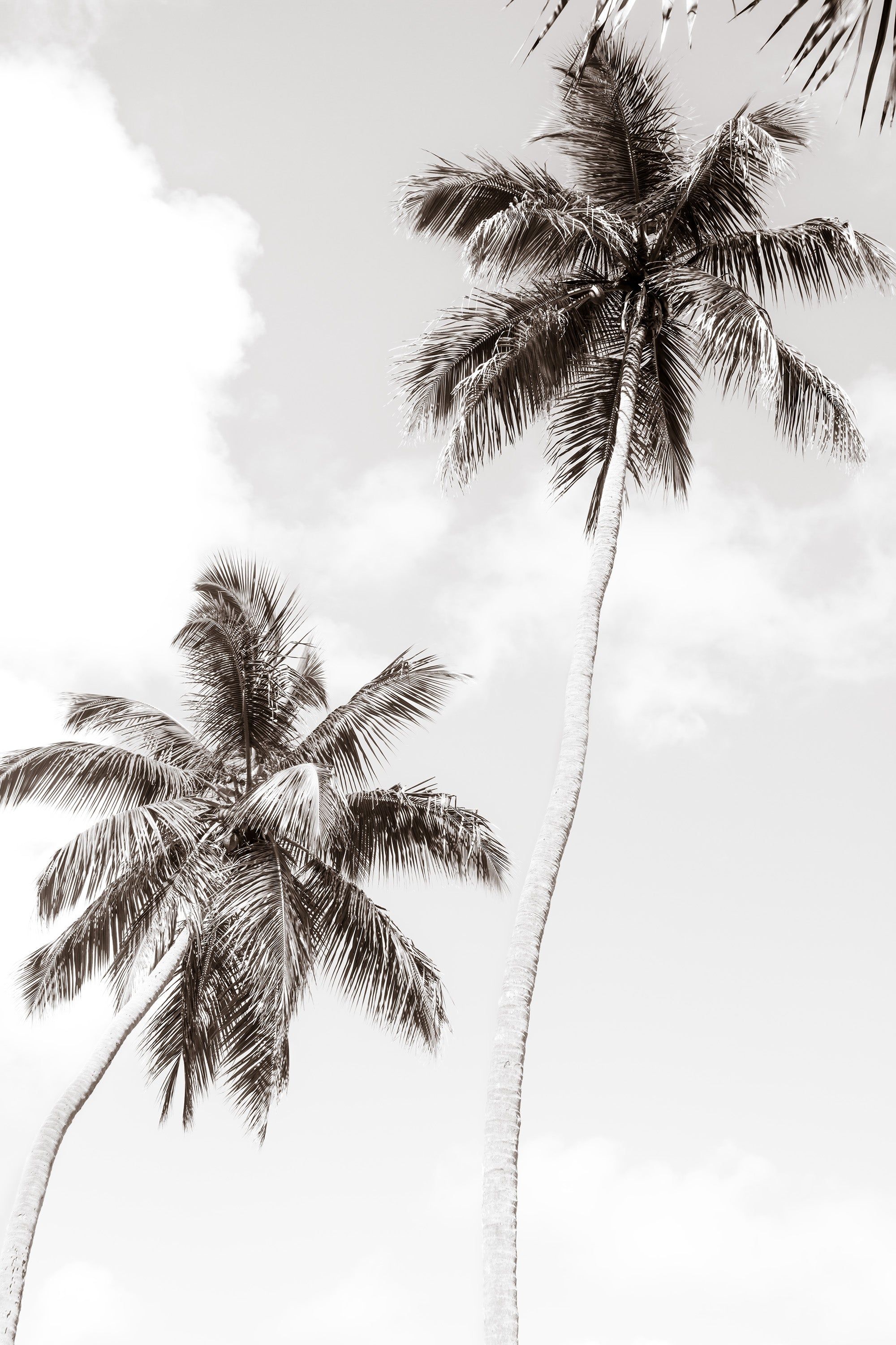 Black and White Fine Art Print by Cattie Coyle Photography: Palm Trees