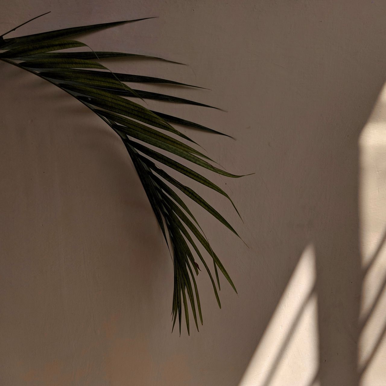 A palm leaf against a white wall with the shadow of the leaf on the wall - Palm tree