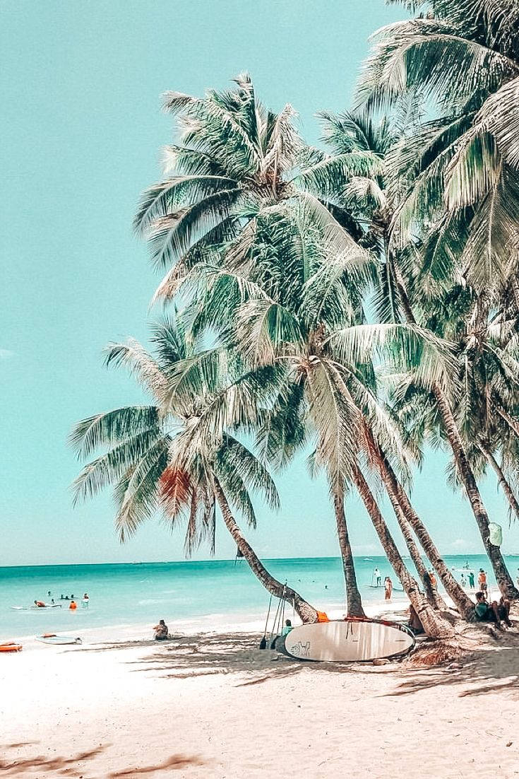 A beach with palm trees and people - Palm tree, beach, tropical, coast