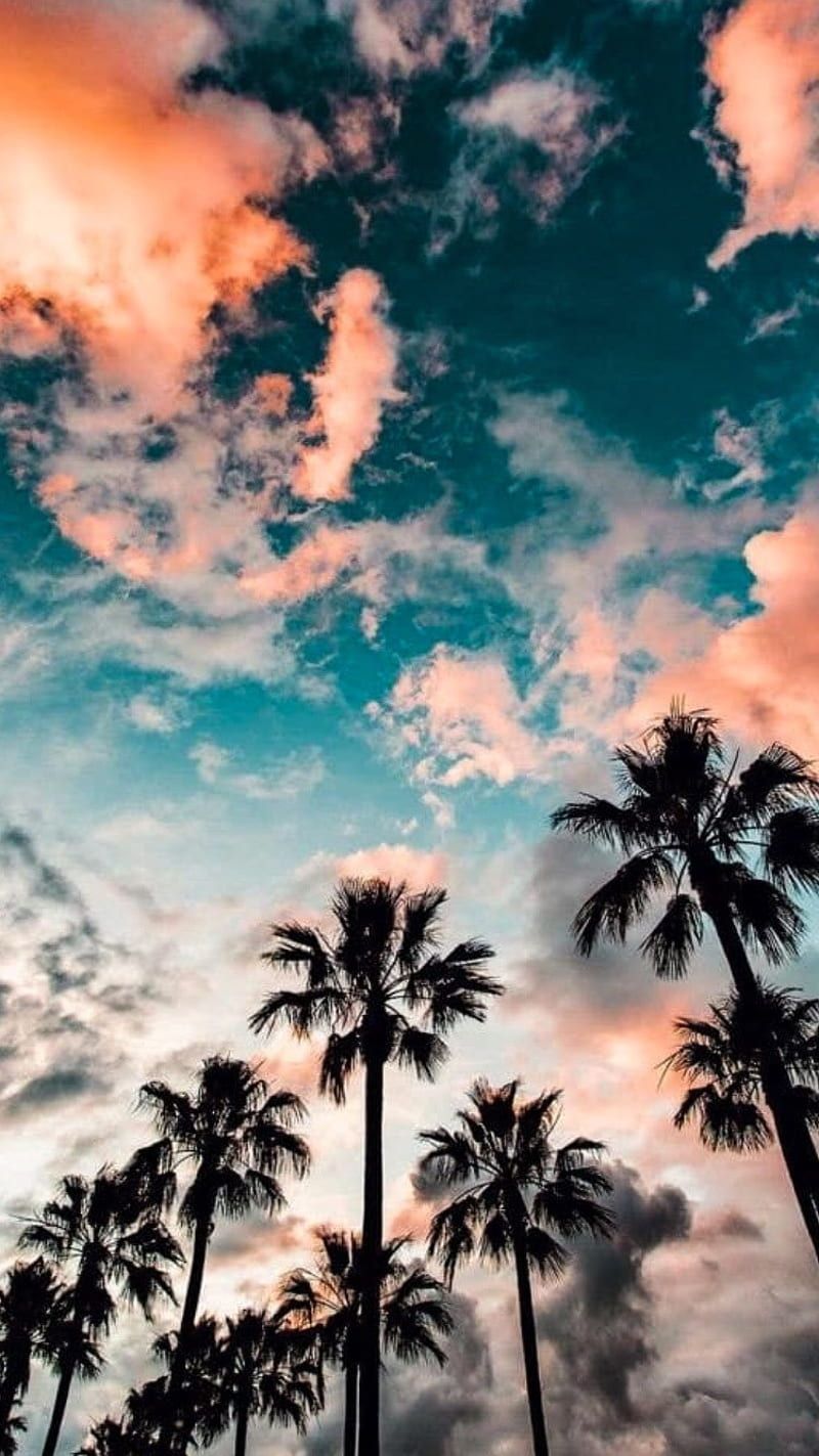 A photo of palm trees under a cloudy sky - Summer, palm tree