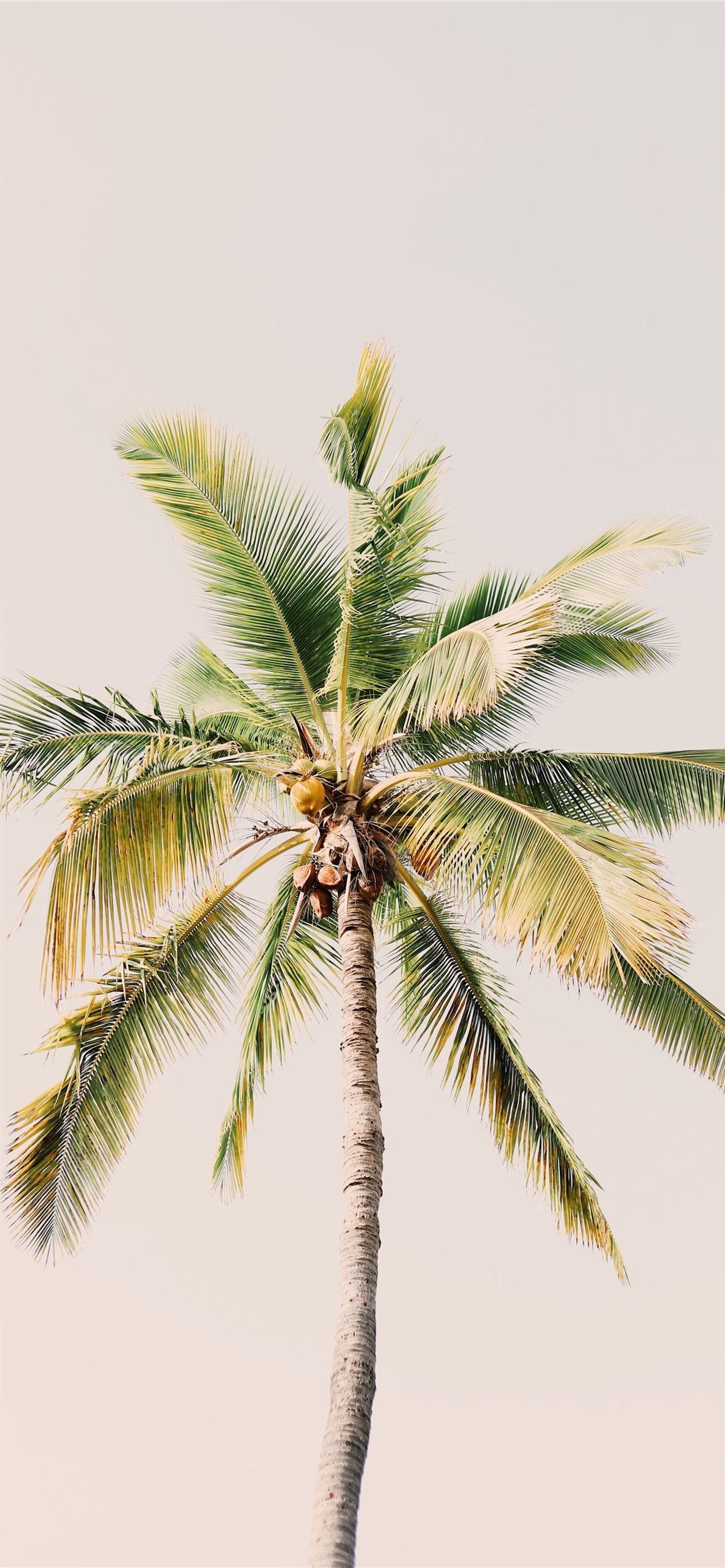 green coconut tree at daytime iPhone Wallpaper Free Download
