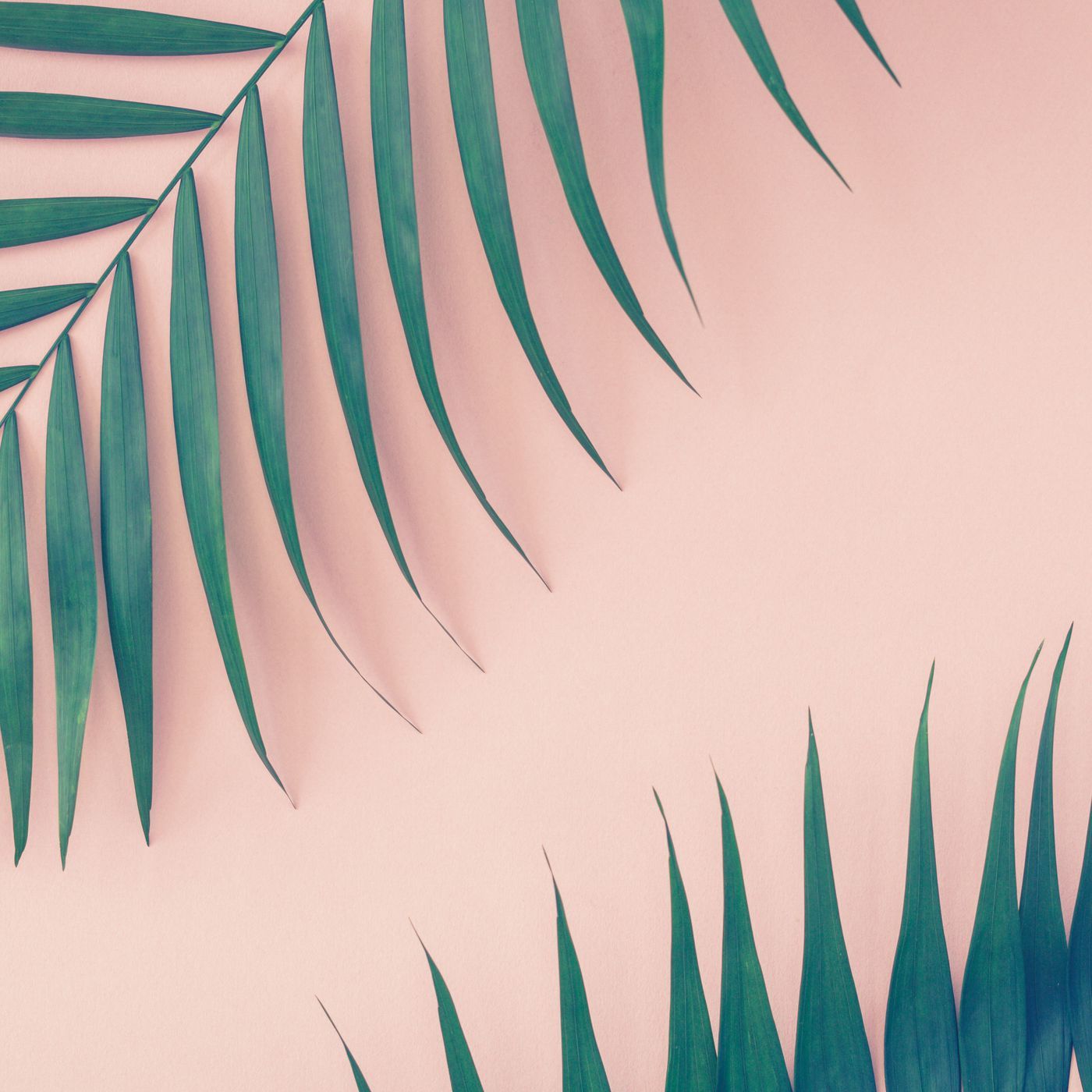 A light pink background with green palm leaves. - Palm tree
