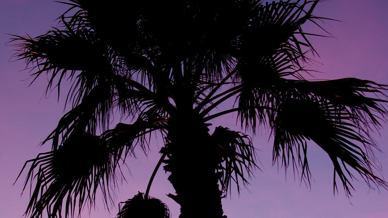 A palm tree is silhouetted against the sky - Palm tree