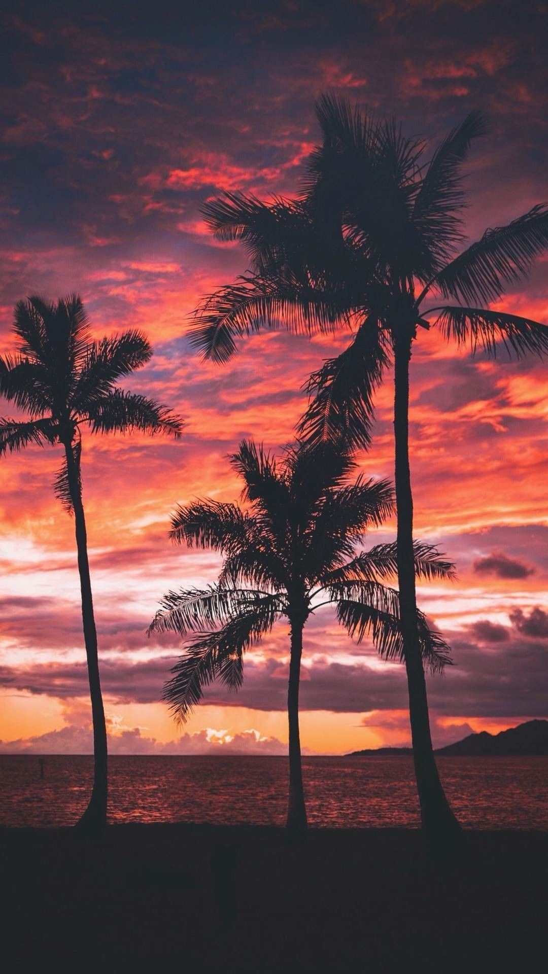 Three palm trees in front of a sunset - Sunset, palm tree