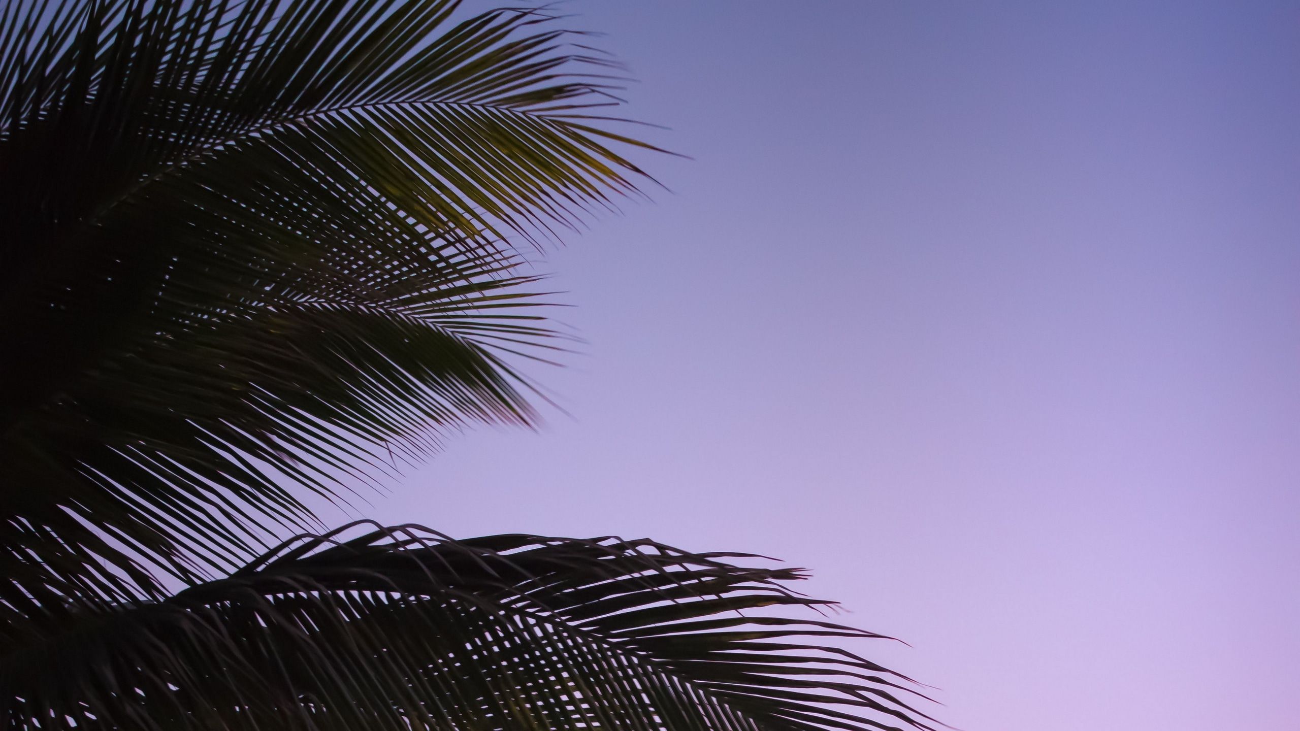 Wallpaper / branch, palm, leaves, sky, sunset, evening, 4k free download