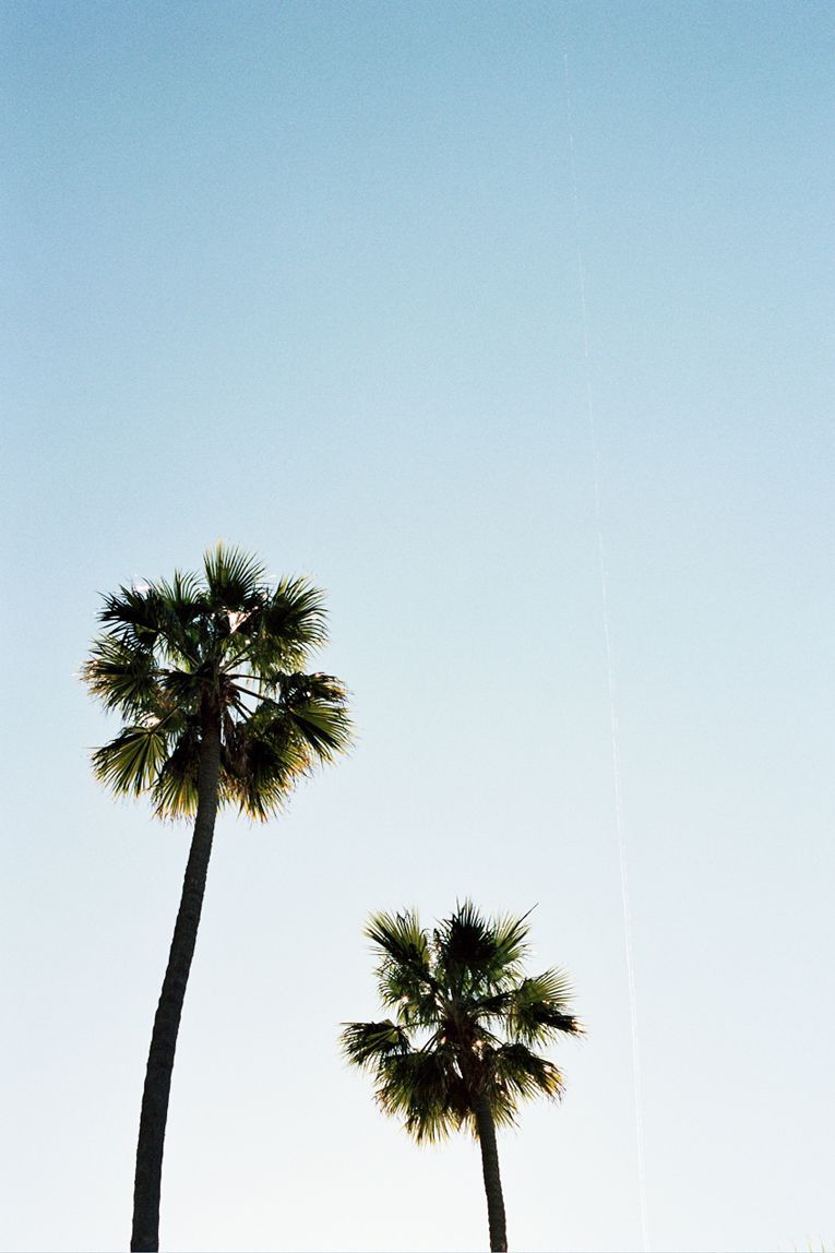 Two palm trees reaching towards the sky. - Palm tree