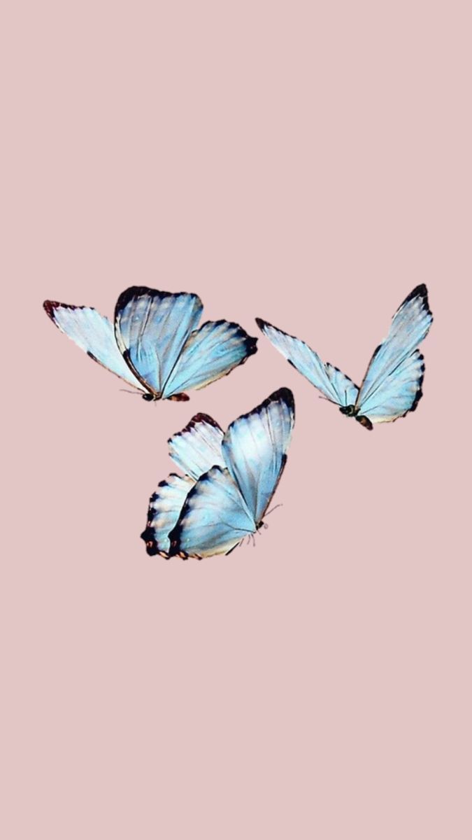 A group of blue butterflies flying in the air - Clean