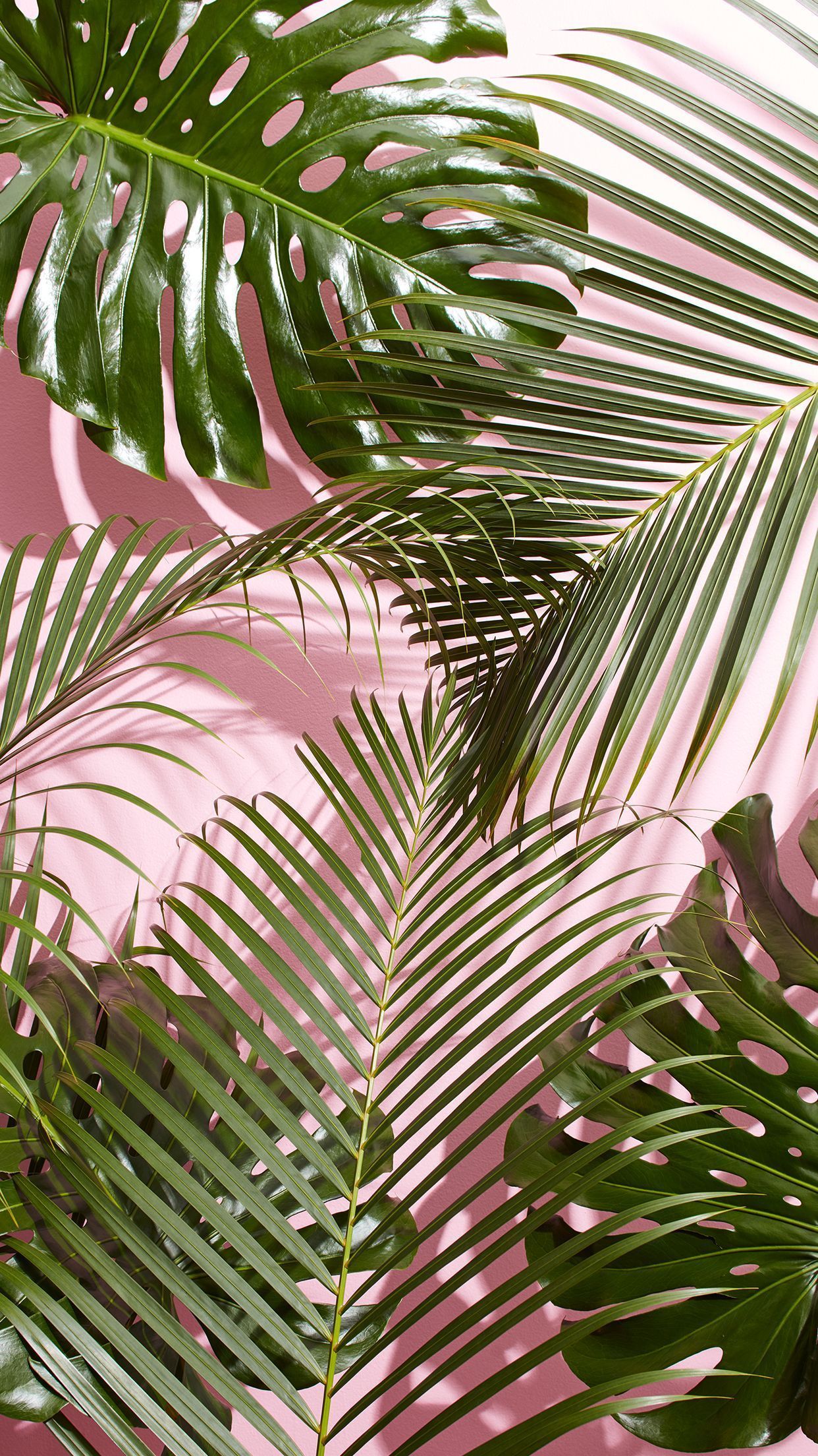 A close up of tropical leaves on pink background - Plants, succulent, leaves