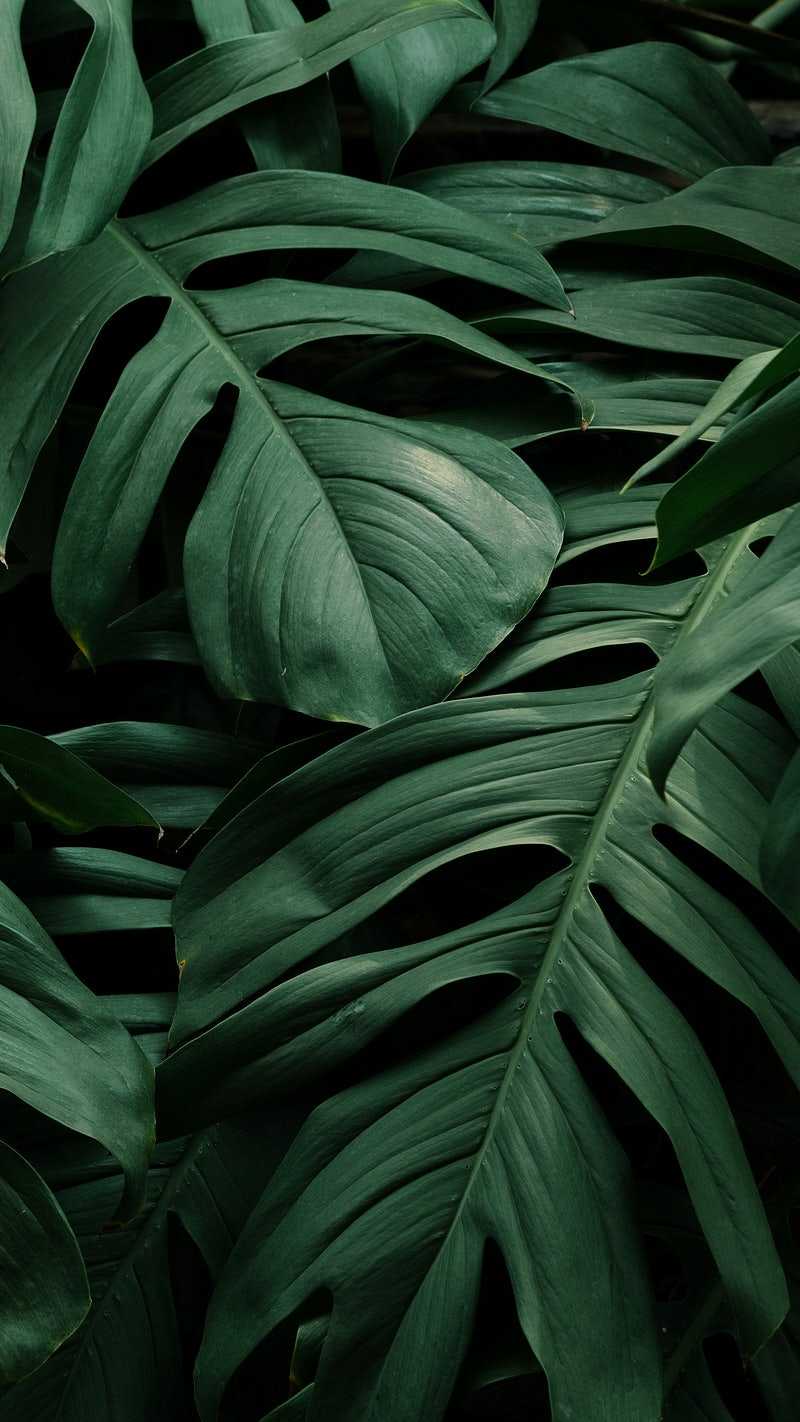 A close up of the leaves of a Monstera deliciosa plant - Plants, leaves