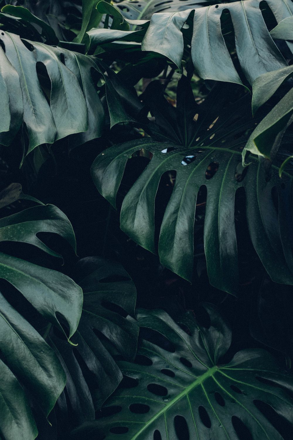 A close up of a monstera plant with large leaves. - Plants
