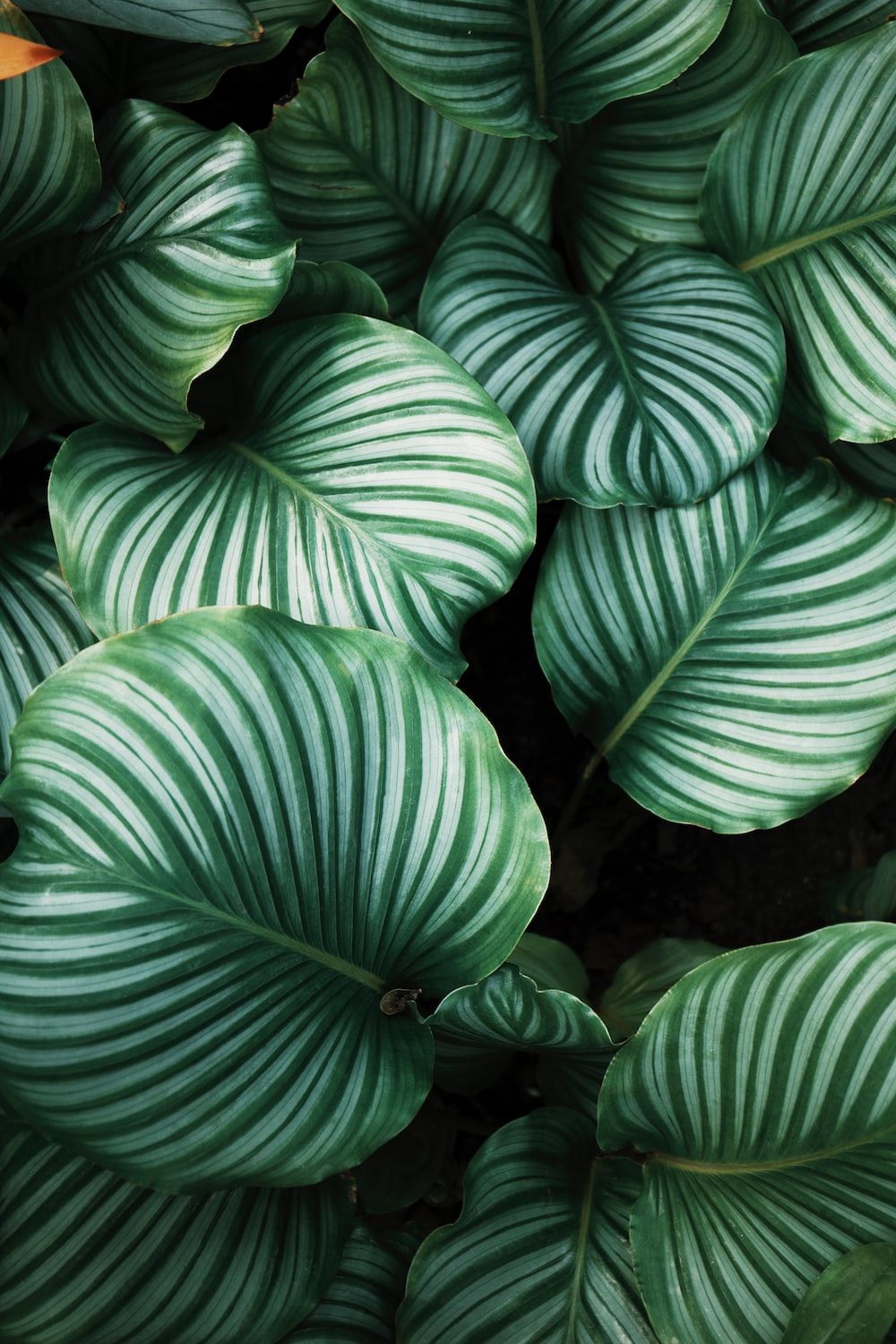 Plant Wallpaper Picture. Download Free Image