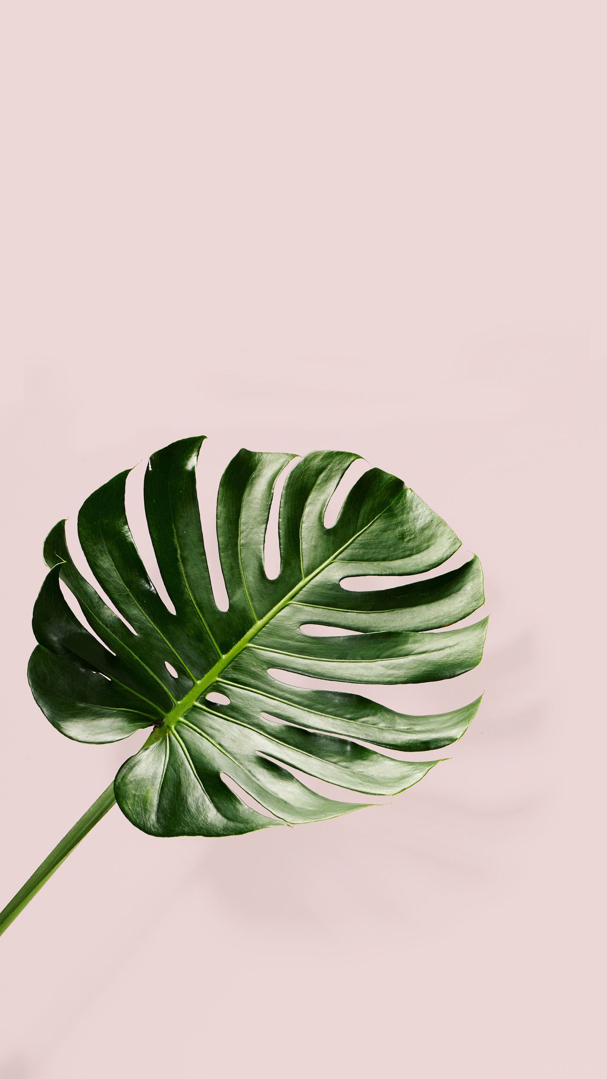 A single green leaf of a monstera plant against a pale pink background - Plants, tropical, Monstera