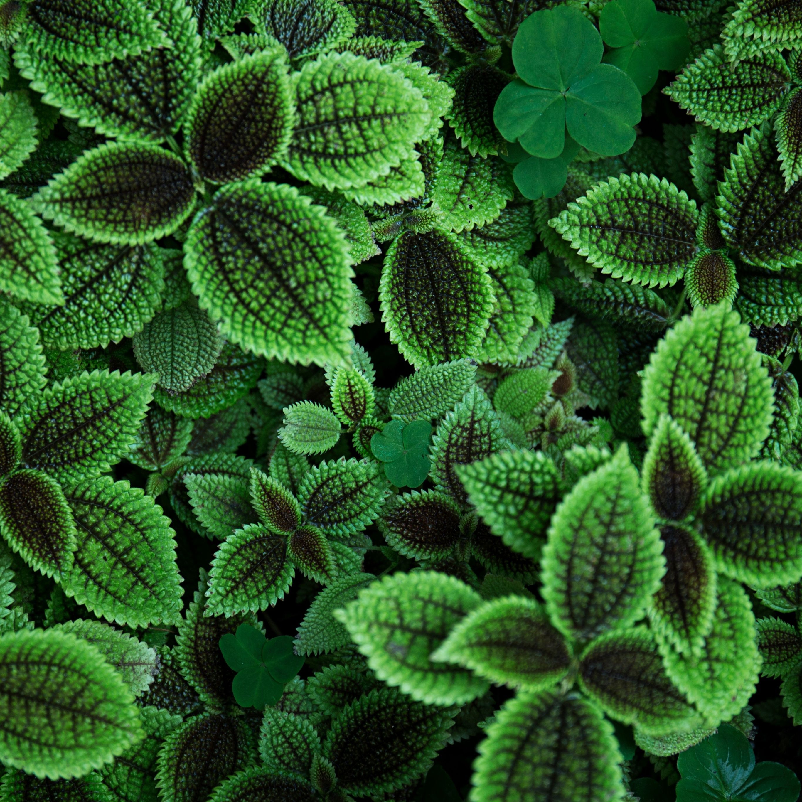A close up of green leaves with dark brown spots on the edges. - Plants