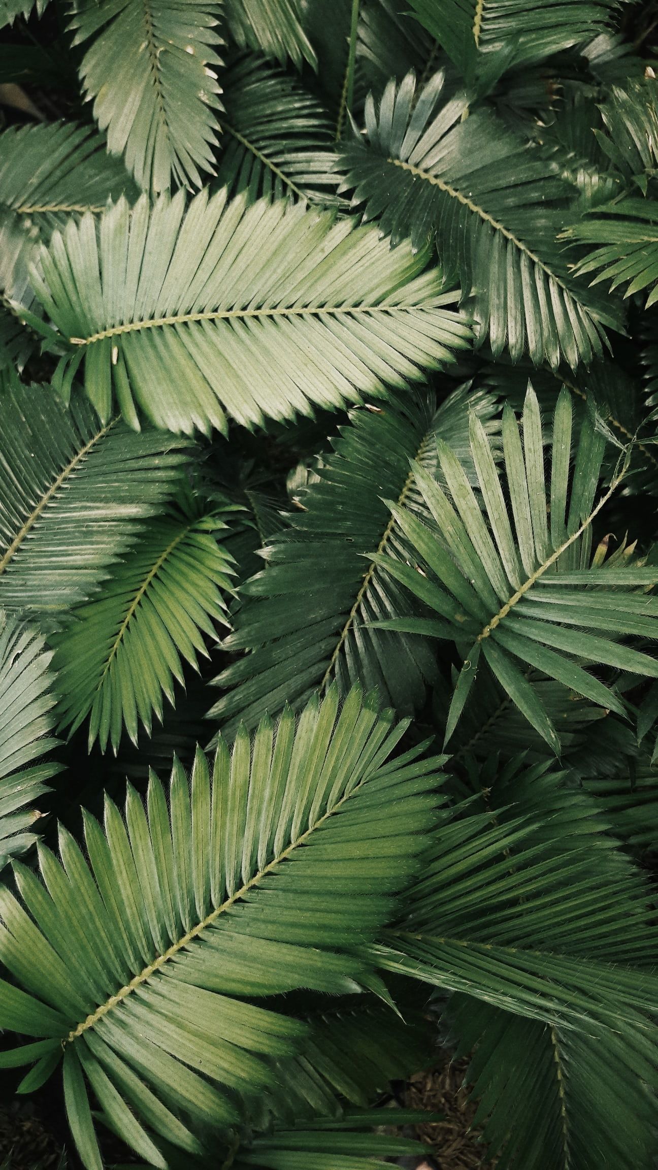 A green palm leaf background - Plants, leaves, tropical, jungle