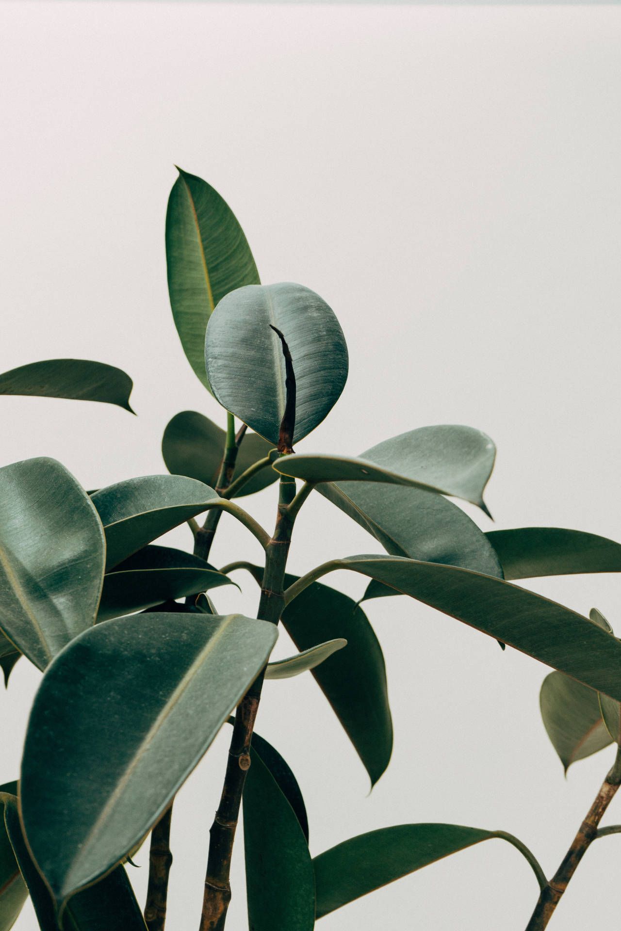 A rubber tree plant with a white background - Plants, leaves