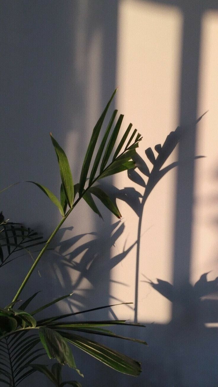 Aesthetic. Aesthetic iphone wallpaper, Plant wallpaper, iPhone wallpaper sky. 미니멀리즘 벽지, 배경, 배경화면