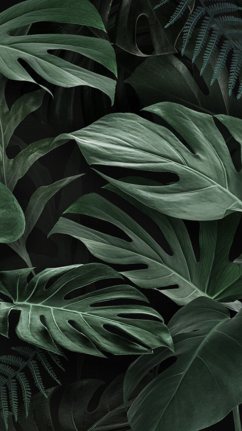 Monstera iPhone Wallpaper Image Wallpaper