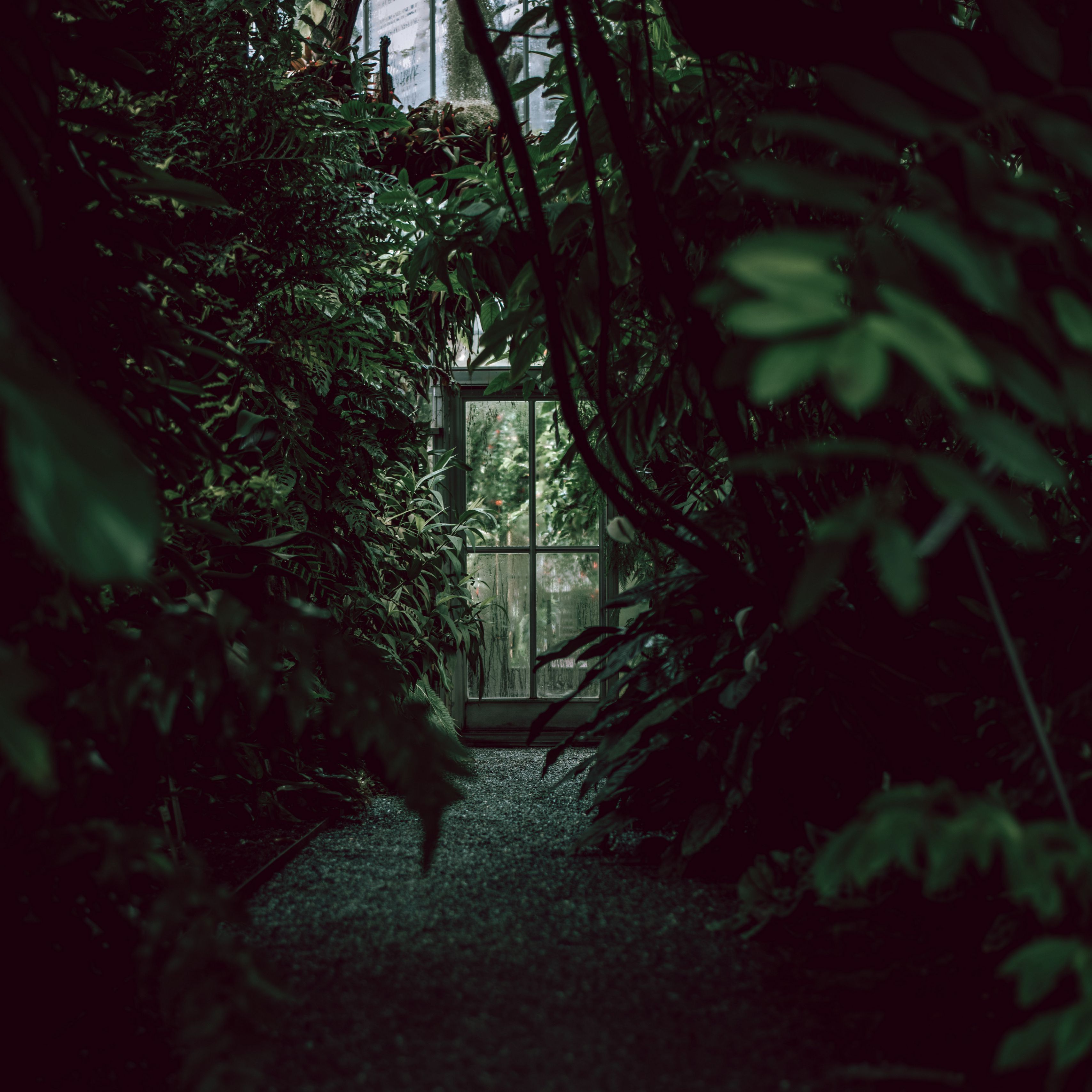 Download wallpaper 3415x3415 greenhouse, door, plants, green, dark ipad pro 12.9 retina for parallax HD background