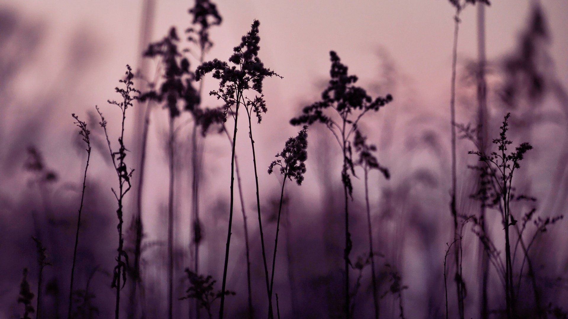 Purple grass in the fog wallpaper 1920x1080 - Photography, plants, desktop