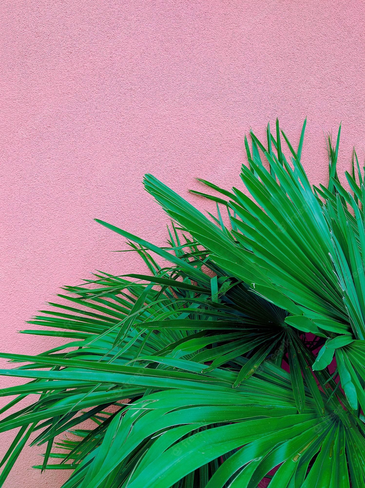 Premium Photo. Fashion natural wallpaper palm on pink wall minimalist aesthetic