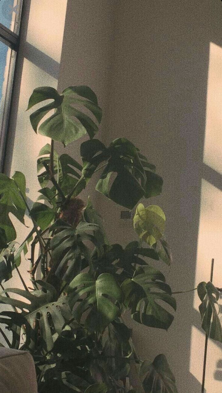A plant with large leaves in a room with sunlight coming through the window. - Plants