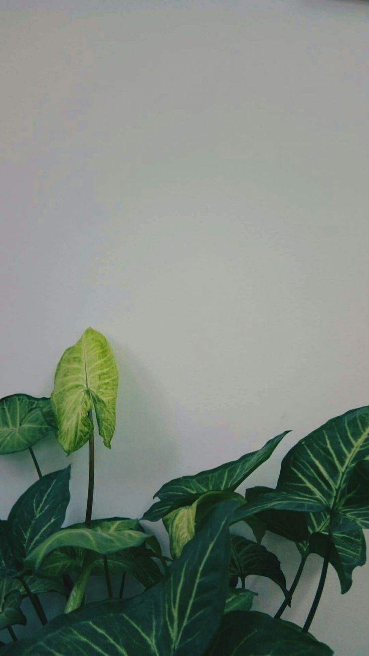 Free download aesthetic plant green white simple White wallpaper [736x1308] for your Desktop, Mobile & Tablet. Explore Simple Plant Aesthetic Wallpaper. Simple Background, Simple Desktop Background, Simple Background Image