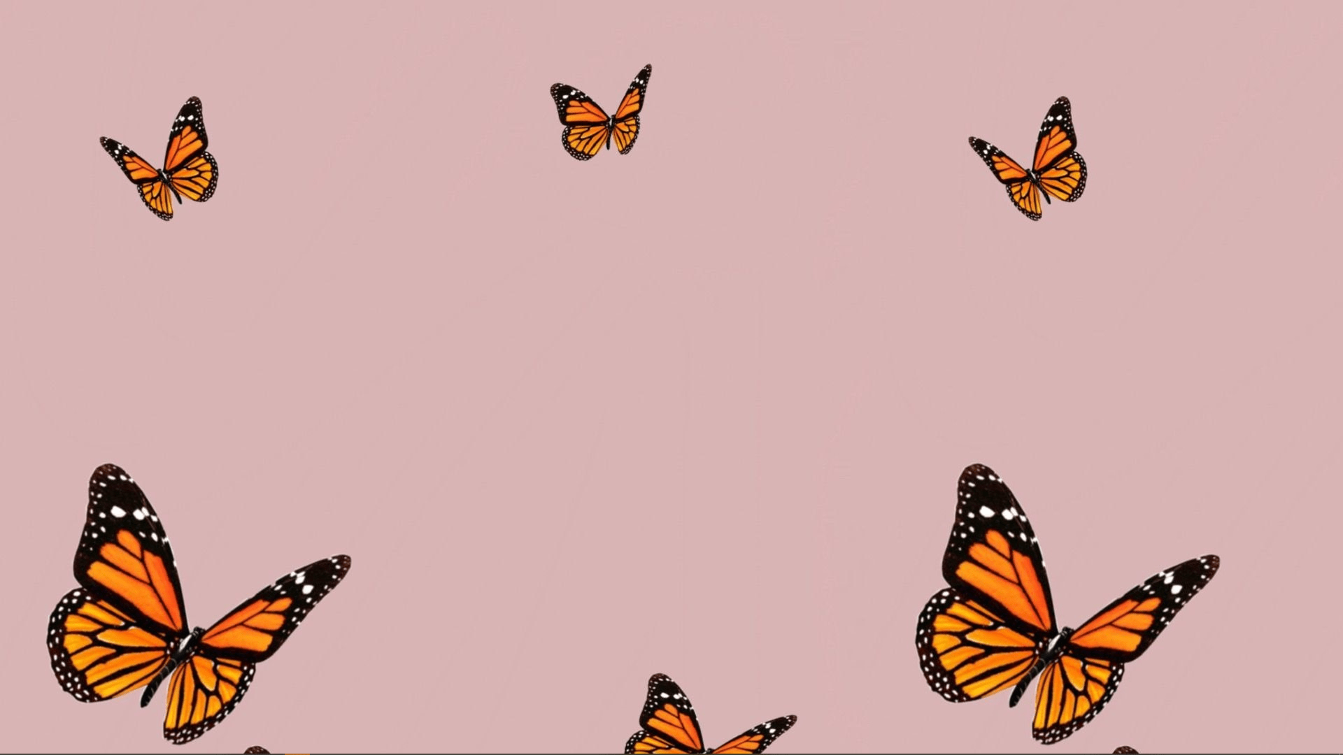 A group of orange butterflies are flying - Butterfly