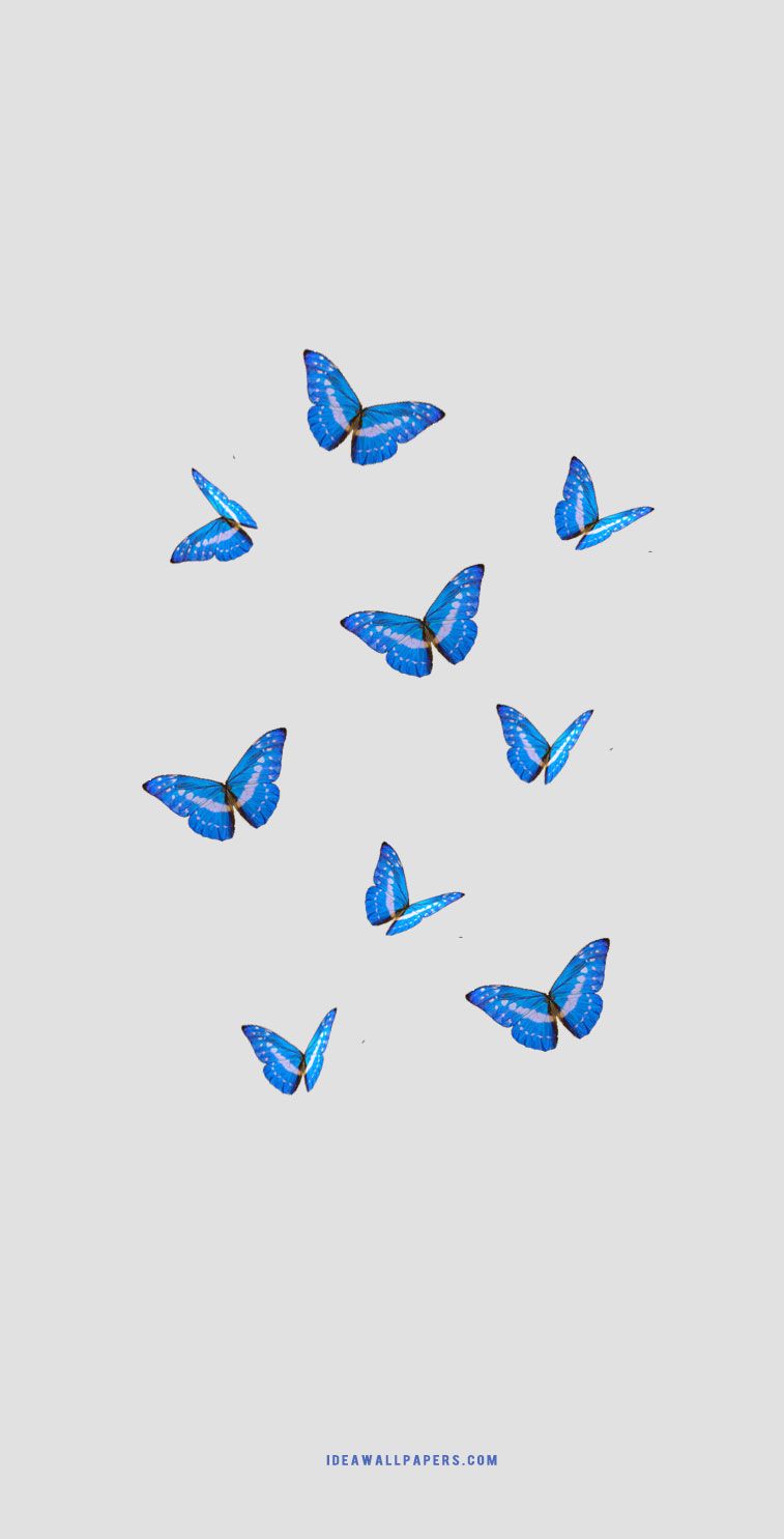 Blue butterfly wallpaper for phone background. - Butterfly