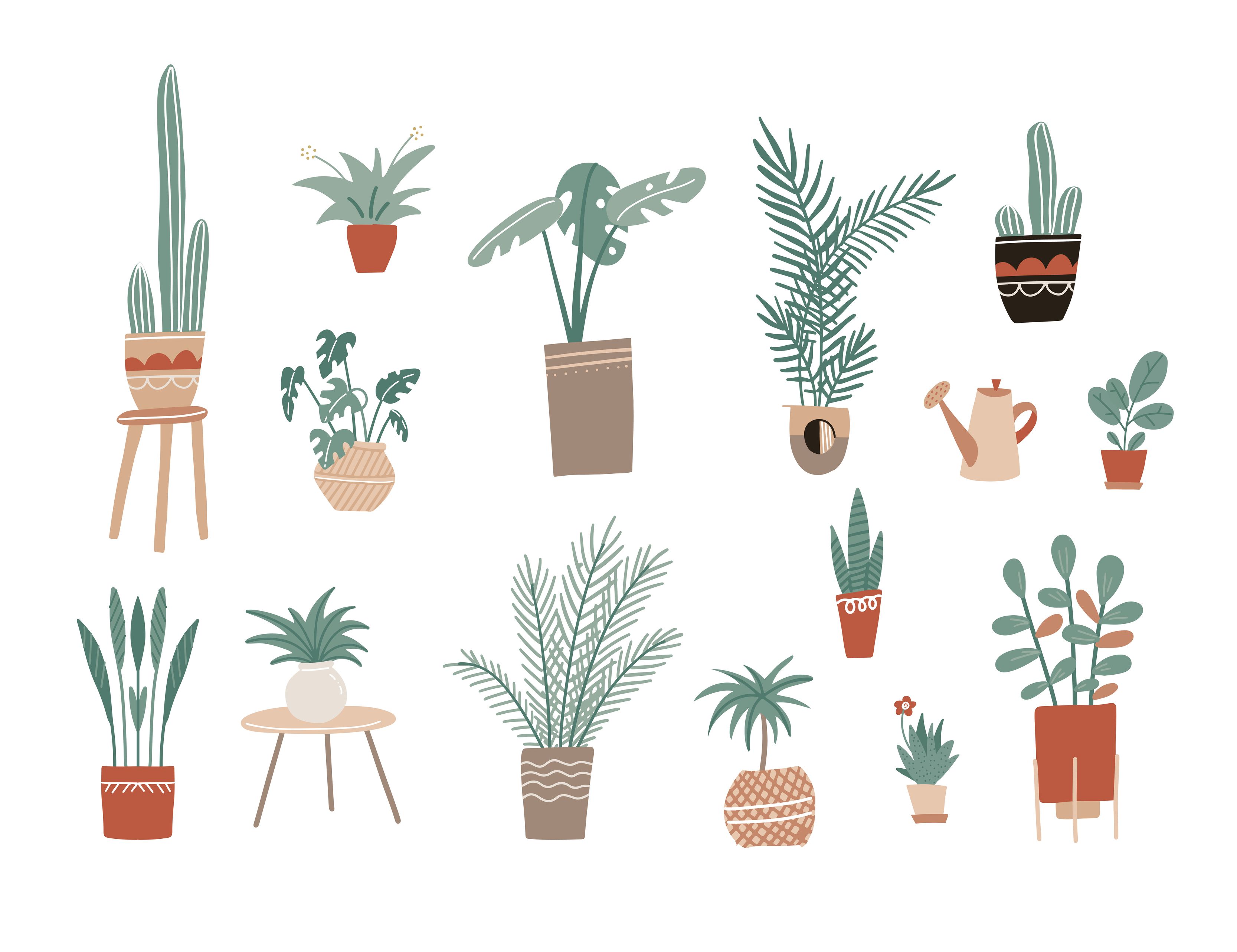 A collection of various house plants in pots - Plants