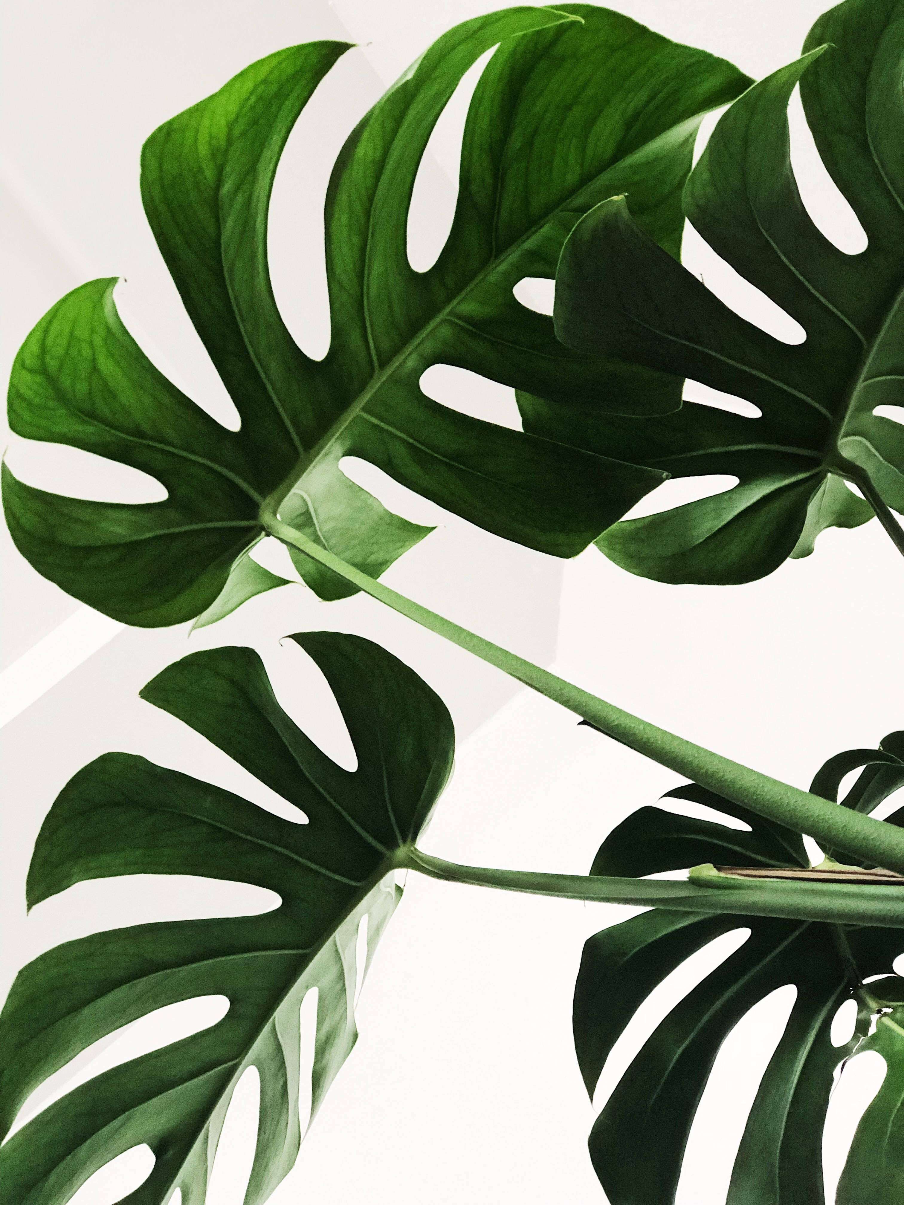 A large plant with green leaves is sitting on top of some white walls - Plants, leaves, Monstera, tropical