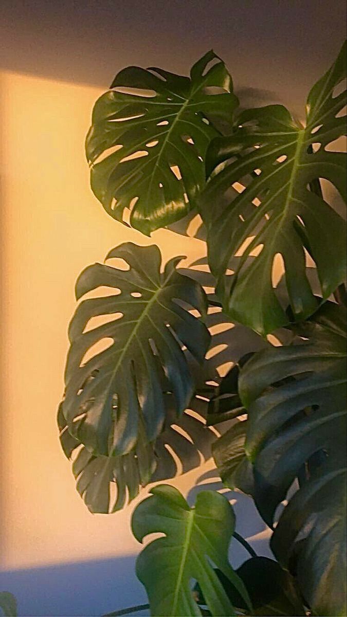 A plant sitting on the side of wall - Plants